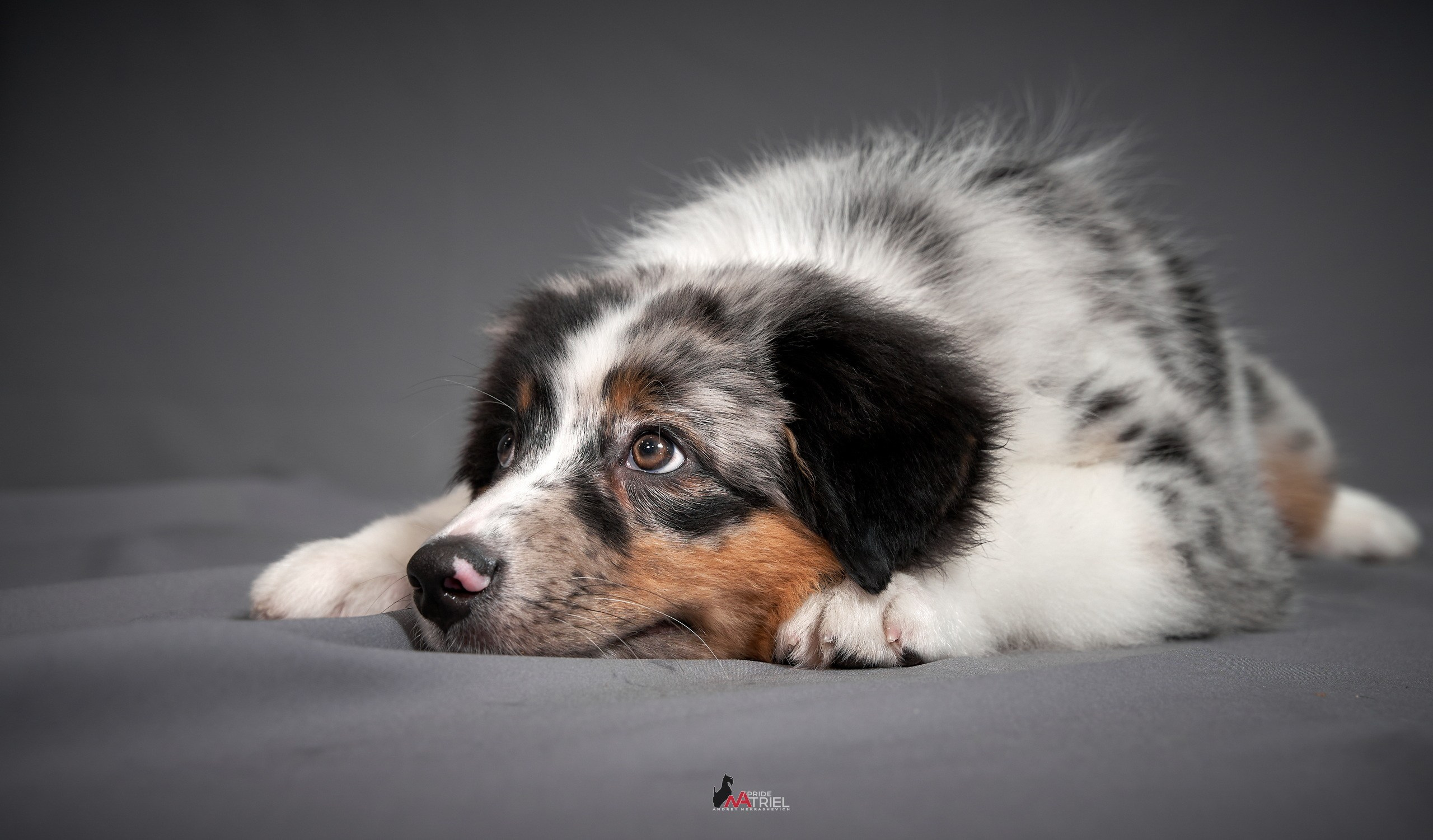 Щенки дома — галерея NATRIEL