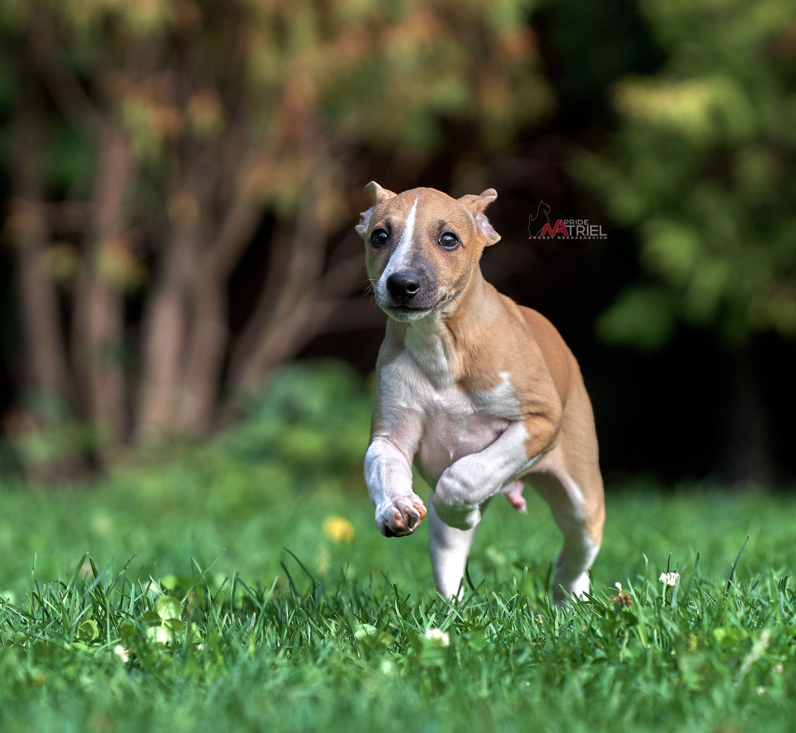 Щенки на прогулке — галерея NATRIEL