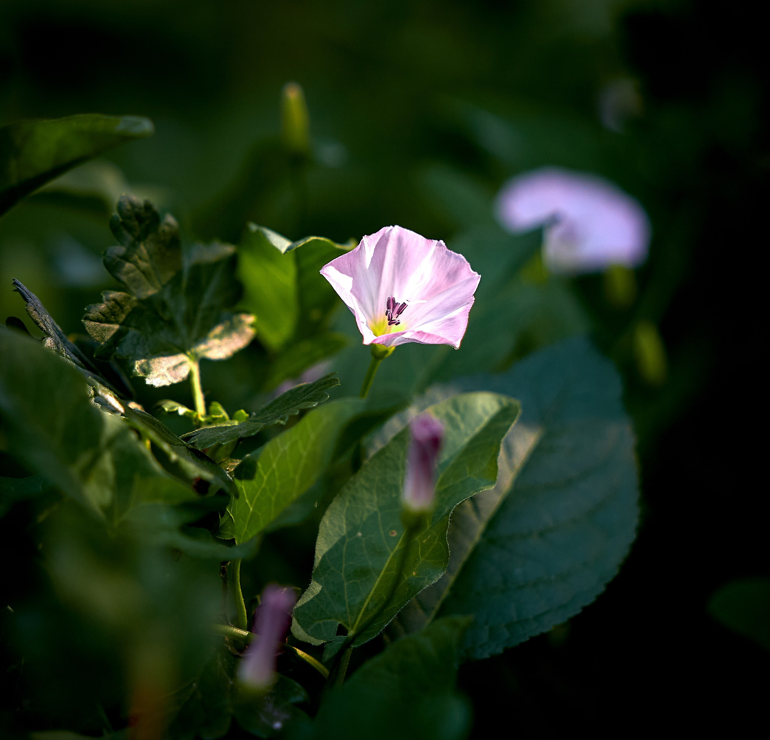 Лютики-цветочки — галерея NATRIEL