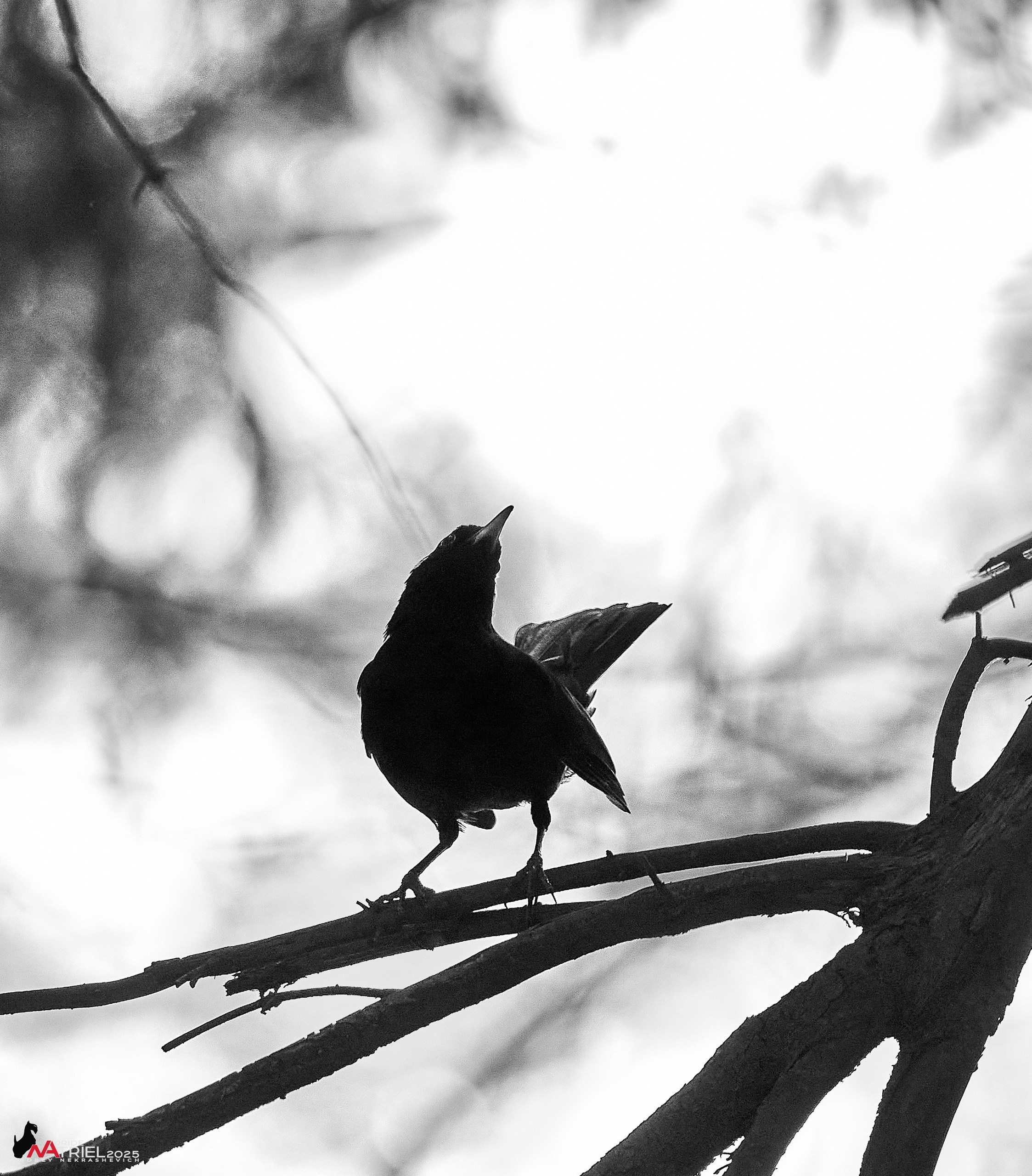 Съемка в майском лесу