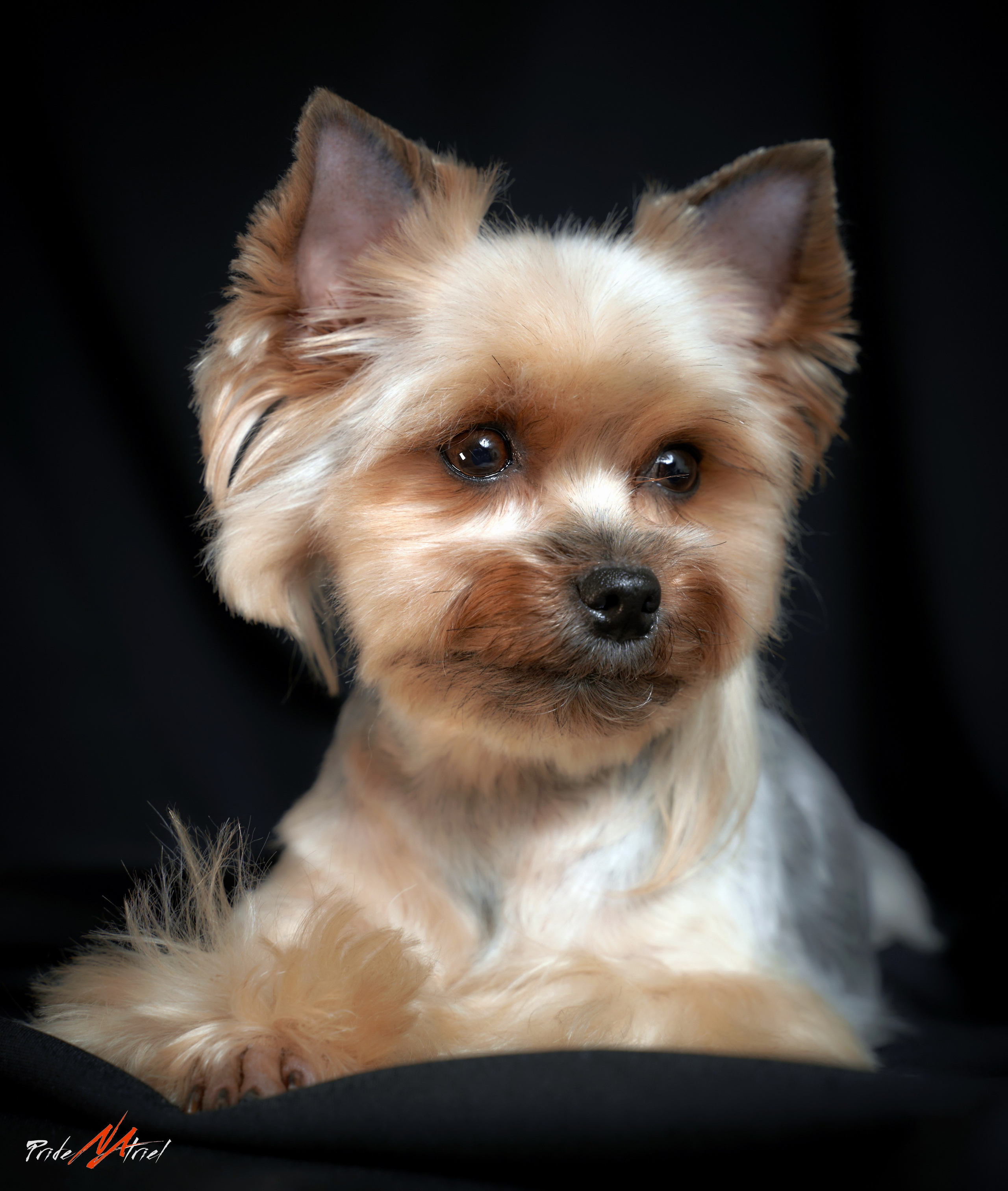 Йоркширский терьер Циля