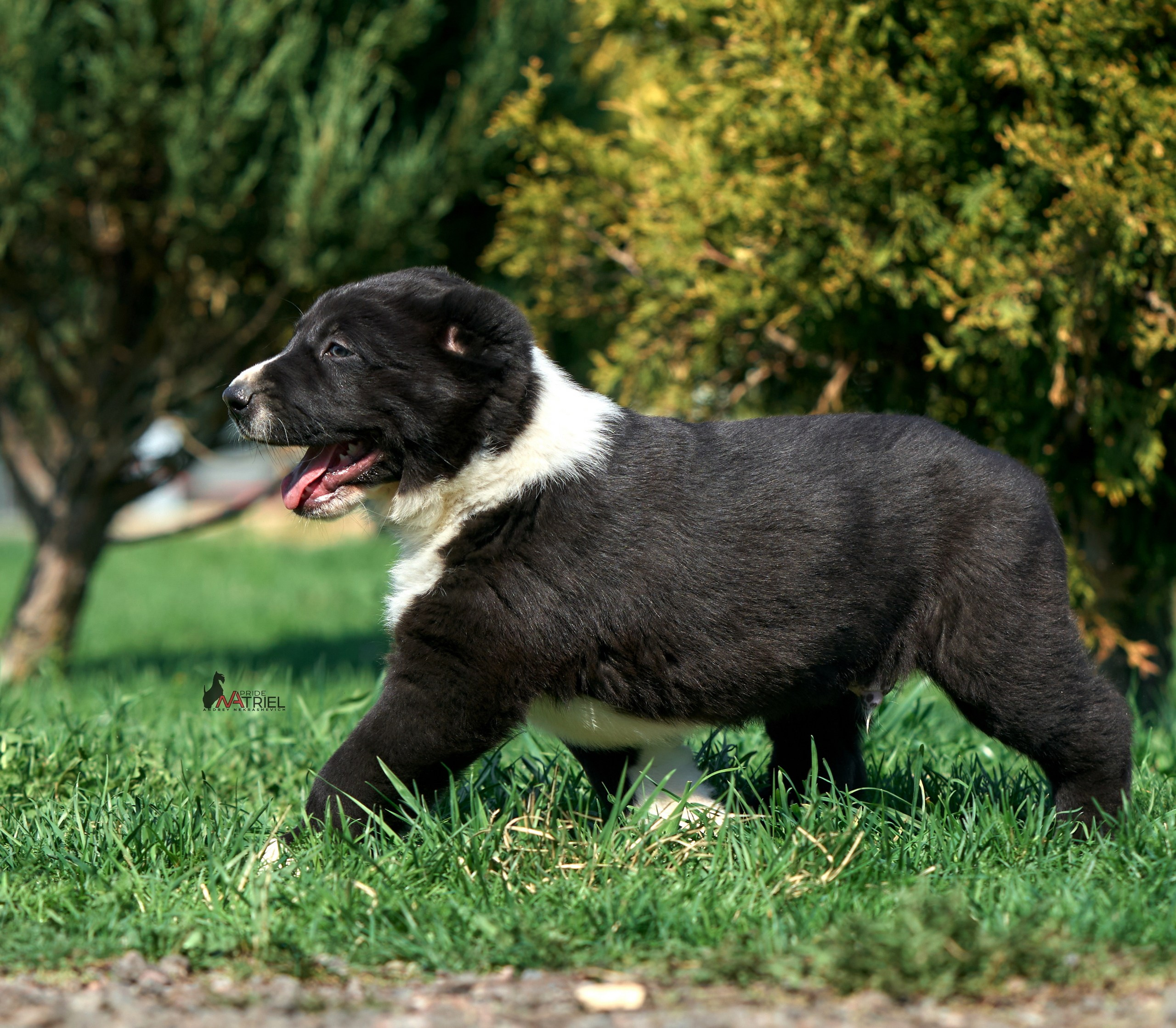 Среднеазиаты — щенки и взрослые