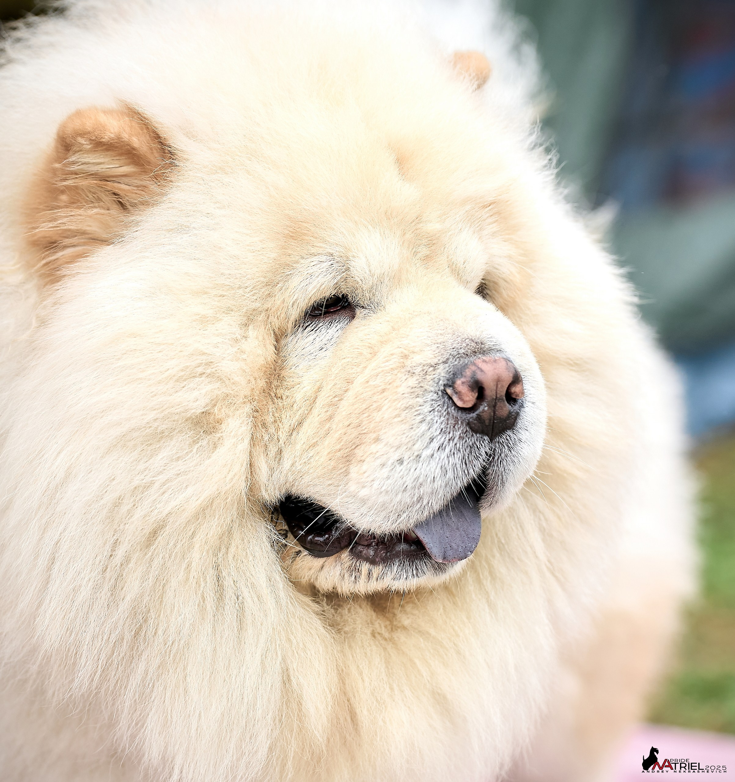 Репортаж с выставки собак