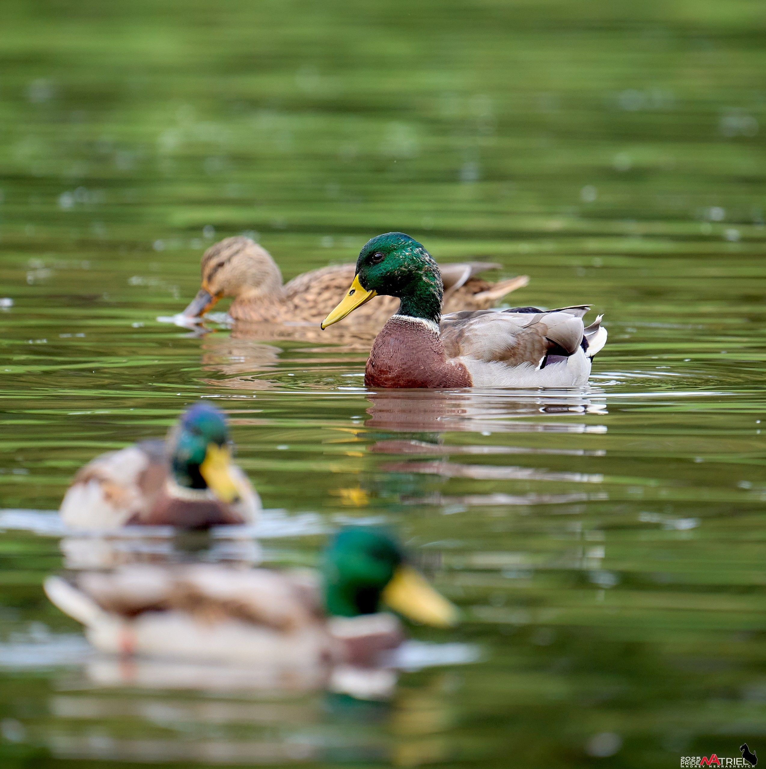 Съемка с объективом Sony 200-600 на камеру Sony A1m2