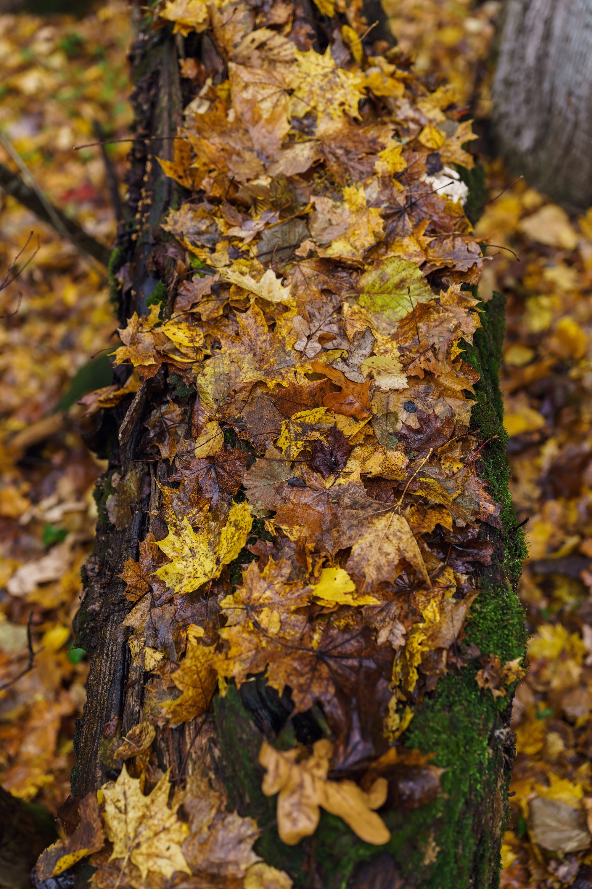 Фотографии Трейл Кутузов 2025. Фотограф спортивные события, недвижимость, турбизнес