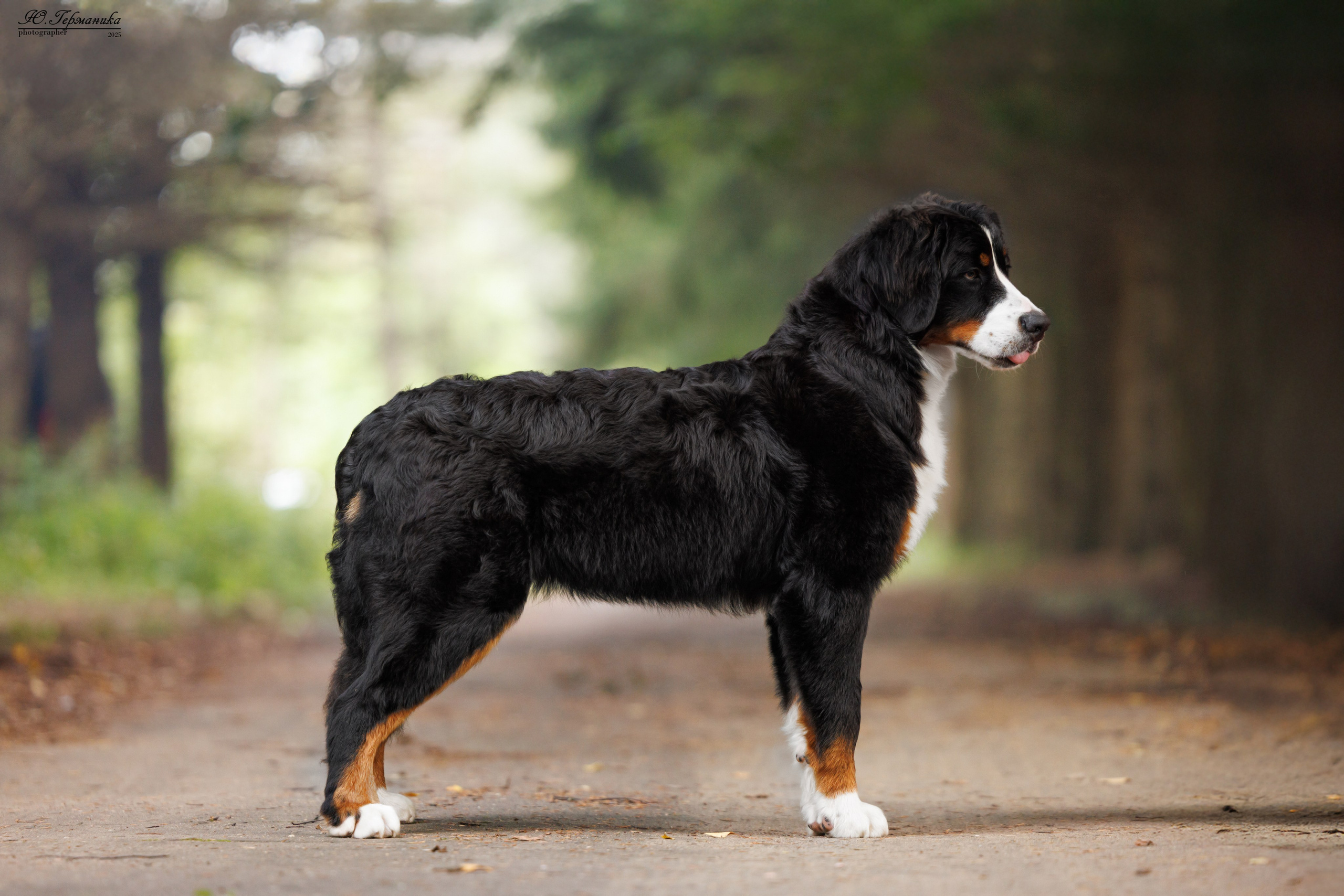 Тверь 10.08.2025. Фотограф-анималист Юлия Германика