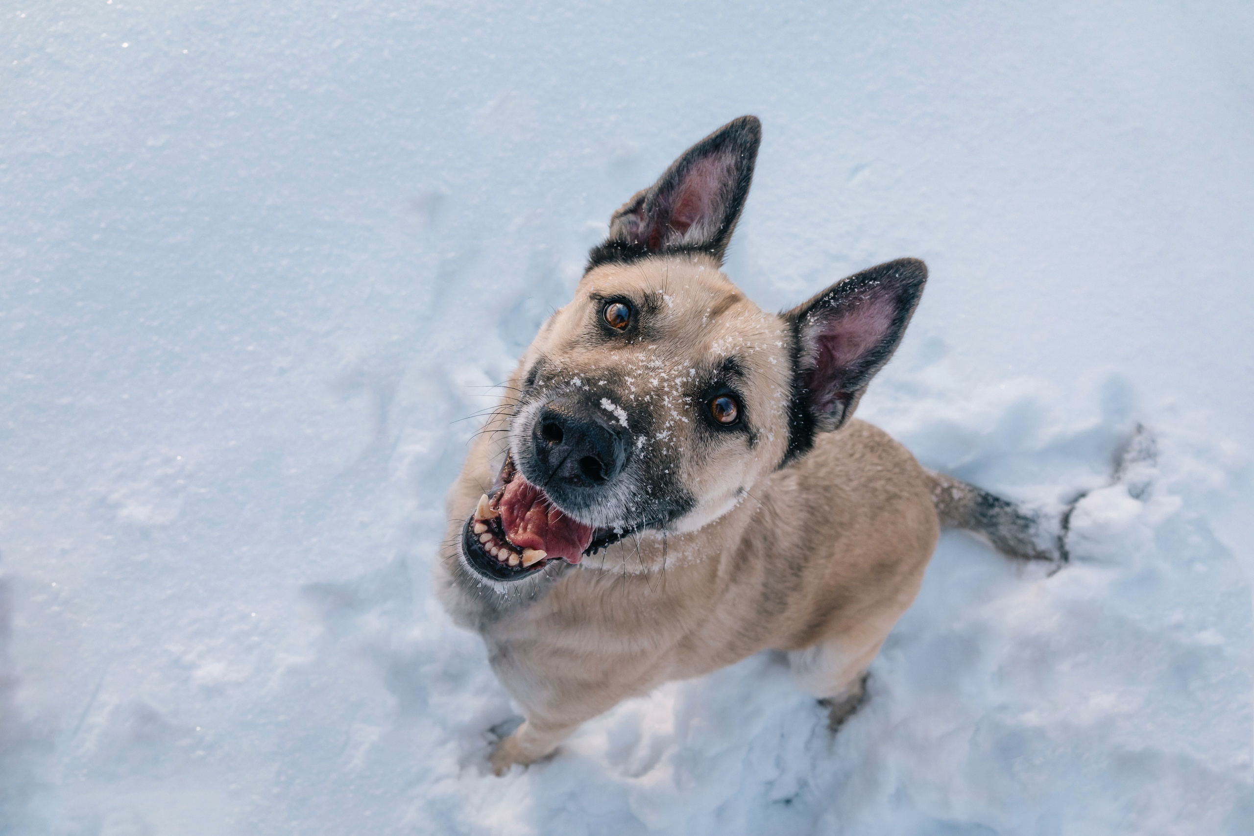 Собака Джек ищет своего человека