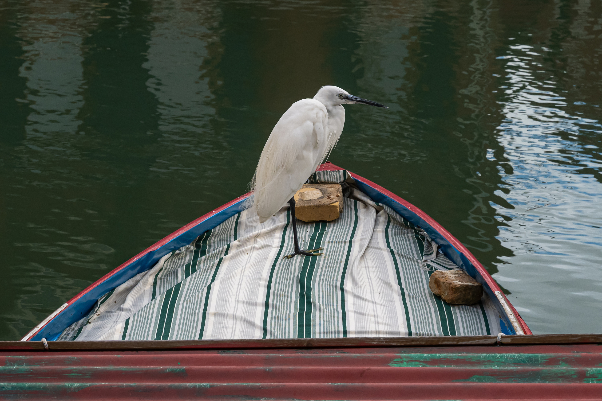 Dimitri Bakhtadze, 7 days in Italy. Dimitri Bakhtadze photographer