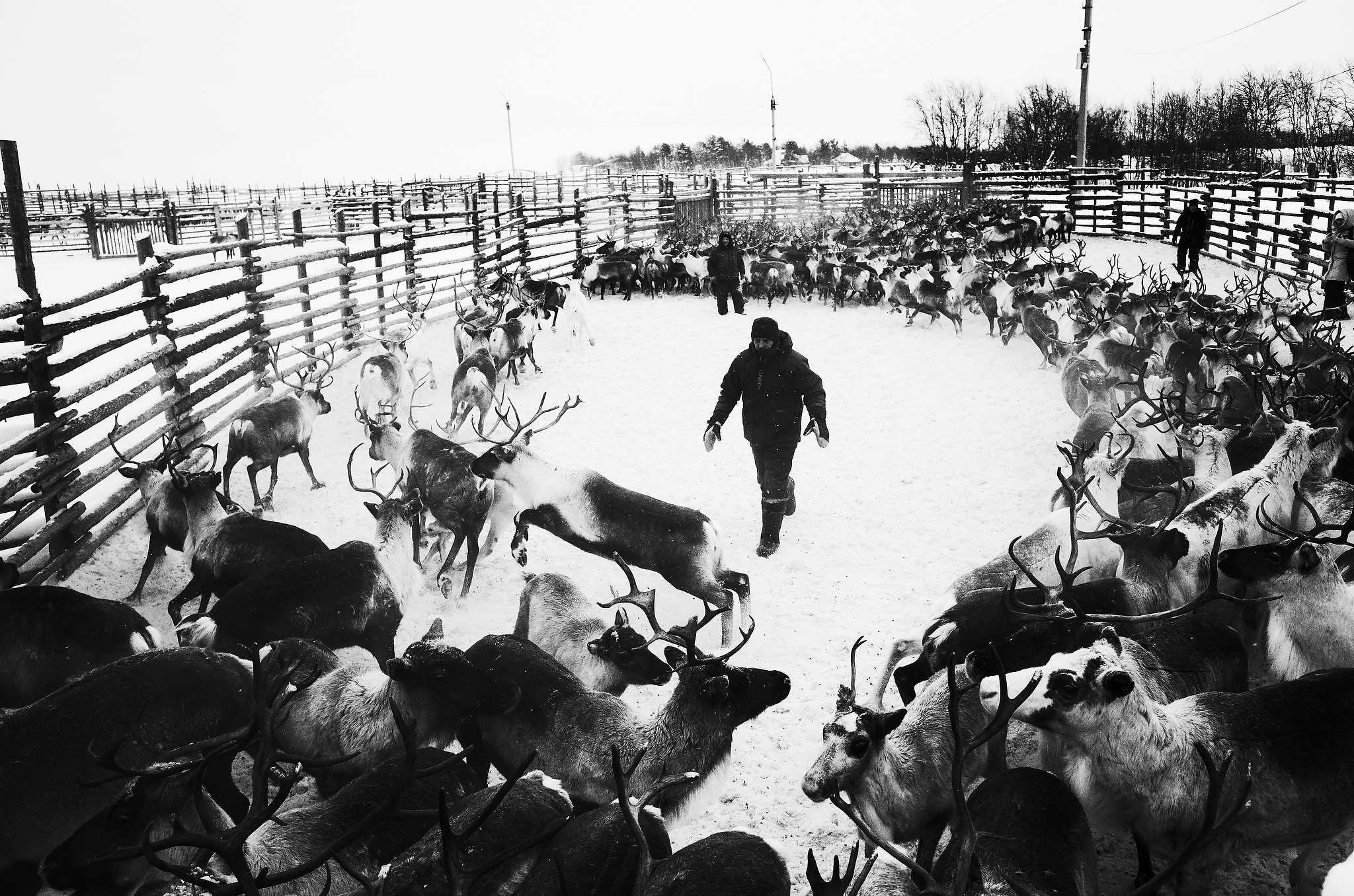 Кораль. На север к оленям. Репортажный фотограф в Сочи — Михаил Мордасов
