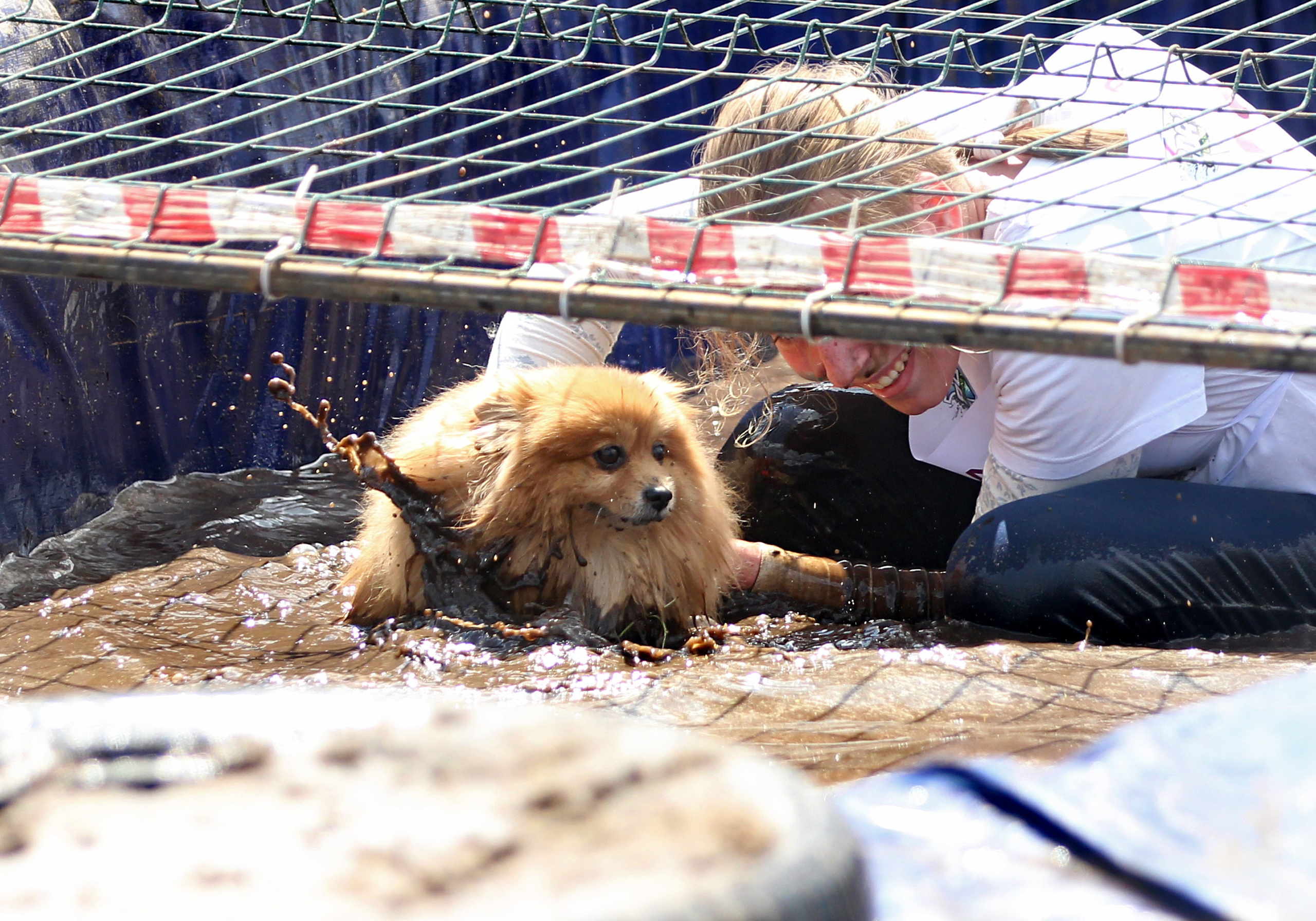 Хвостатый драйв. Семейный и детский фотограф в Москве и МО Елена Москвичева