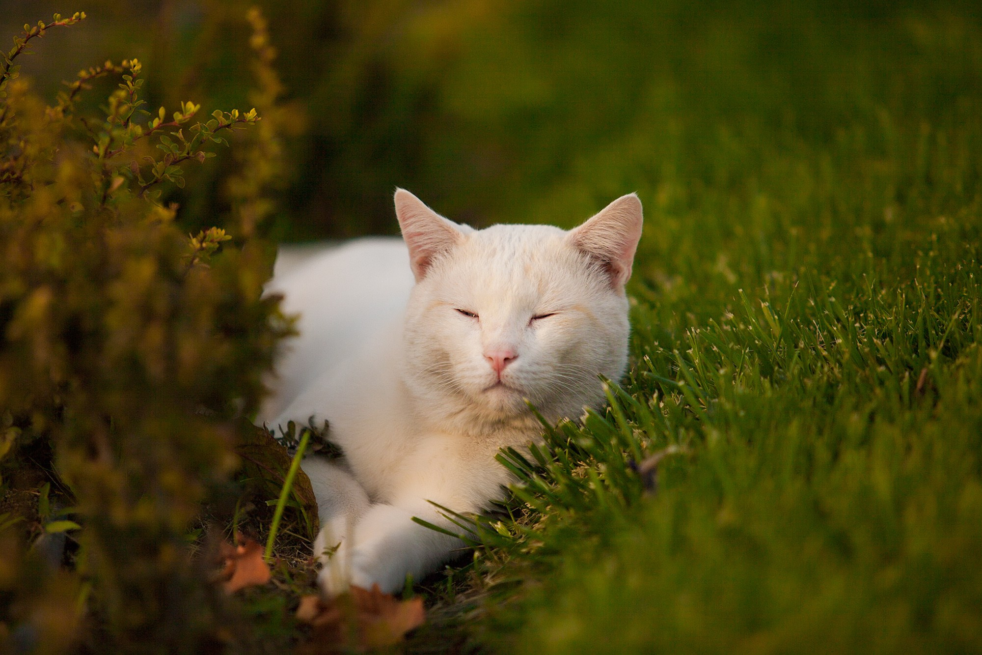 Разное. Фотограф Анатолий Деникин