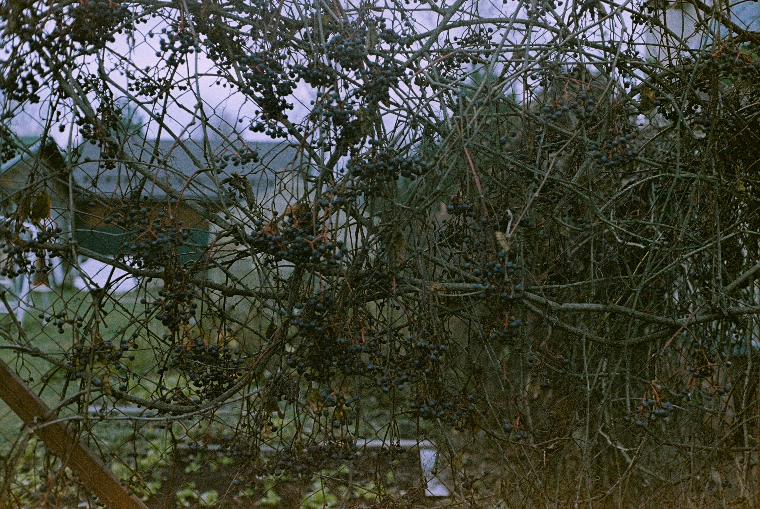 Minolta Hi-Matic 7sII / Kodak Color Plus 200 (просрочка)