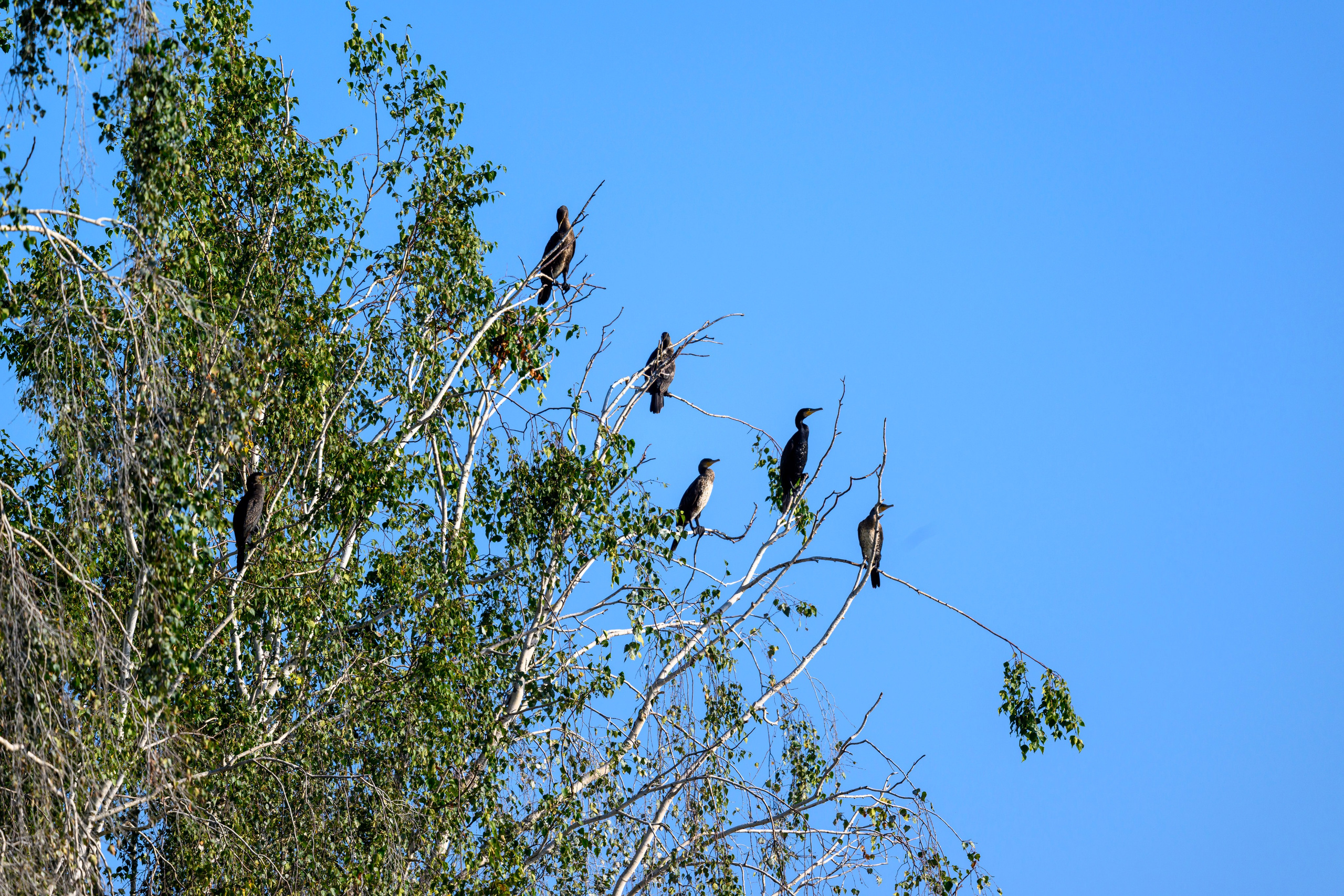 Бакланы и орлан-белохвост. Cormorants and white-tailed eagle. Фотограф Сергей Пупонин