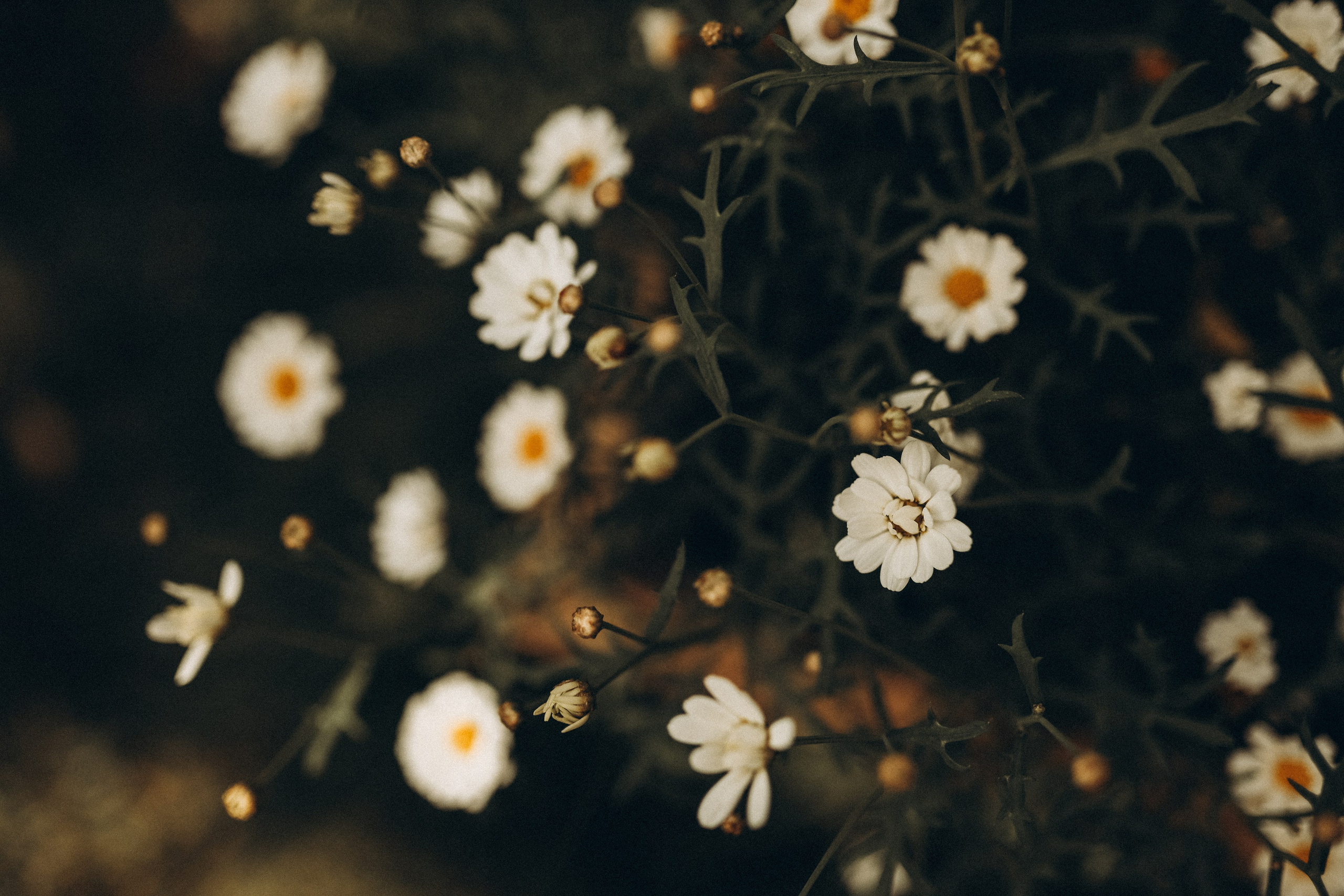 Дина и Миа в огороде. Семейный и детский фотограф в Москве Анастасия Меликова