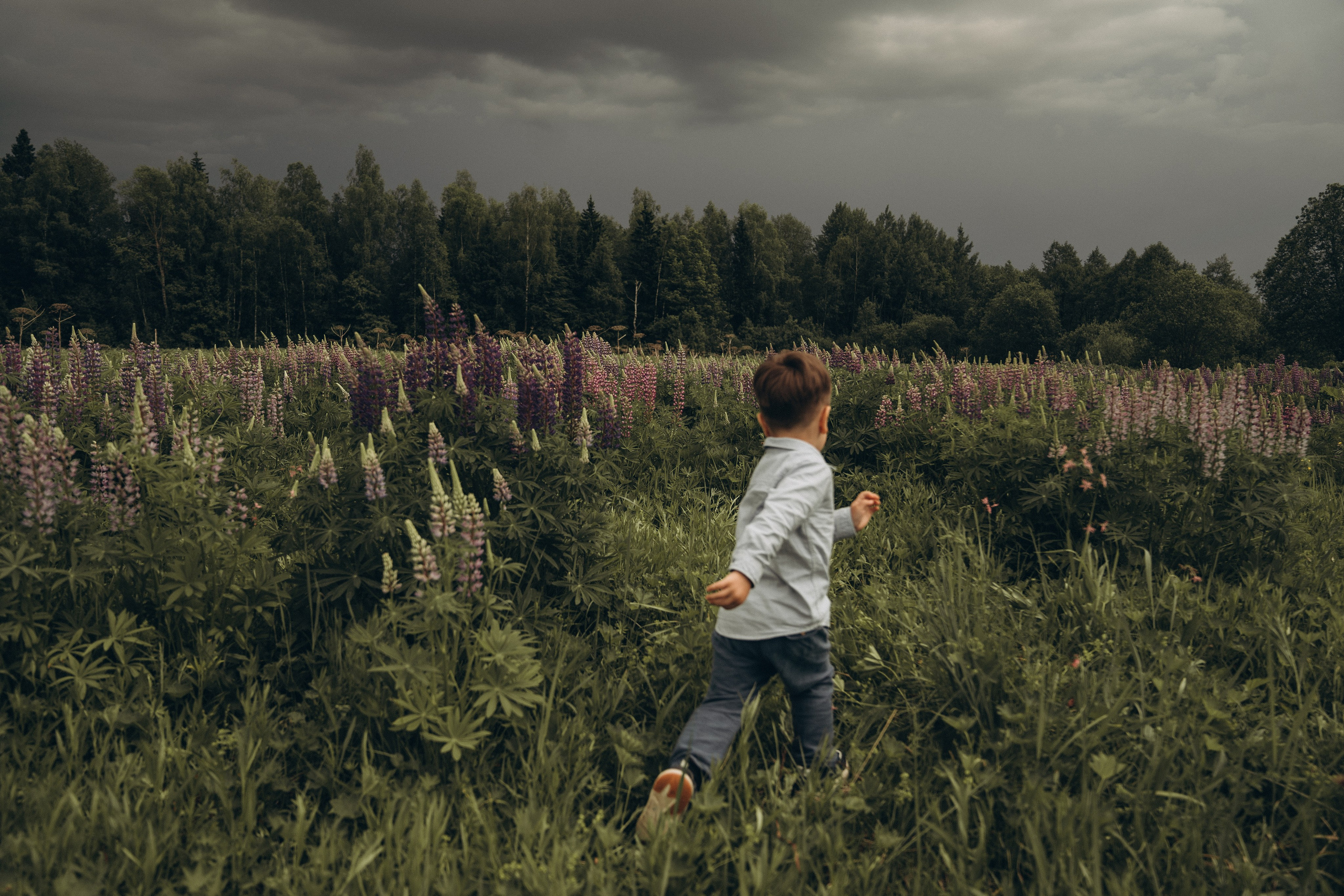 Люпиновая пора. Семейный и детский фотограф Москва Дарья Бугра