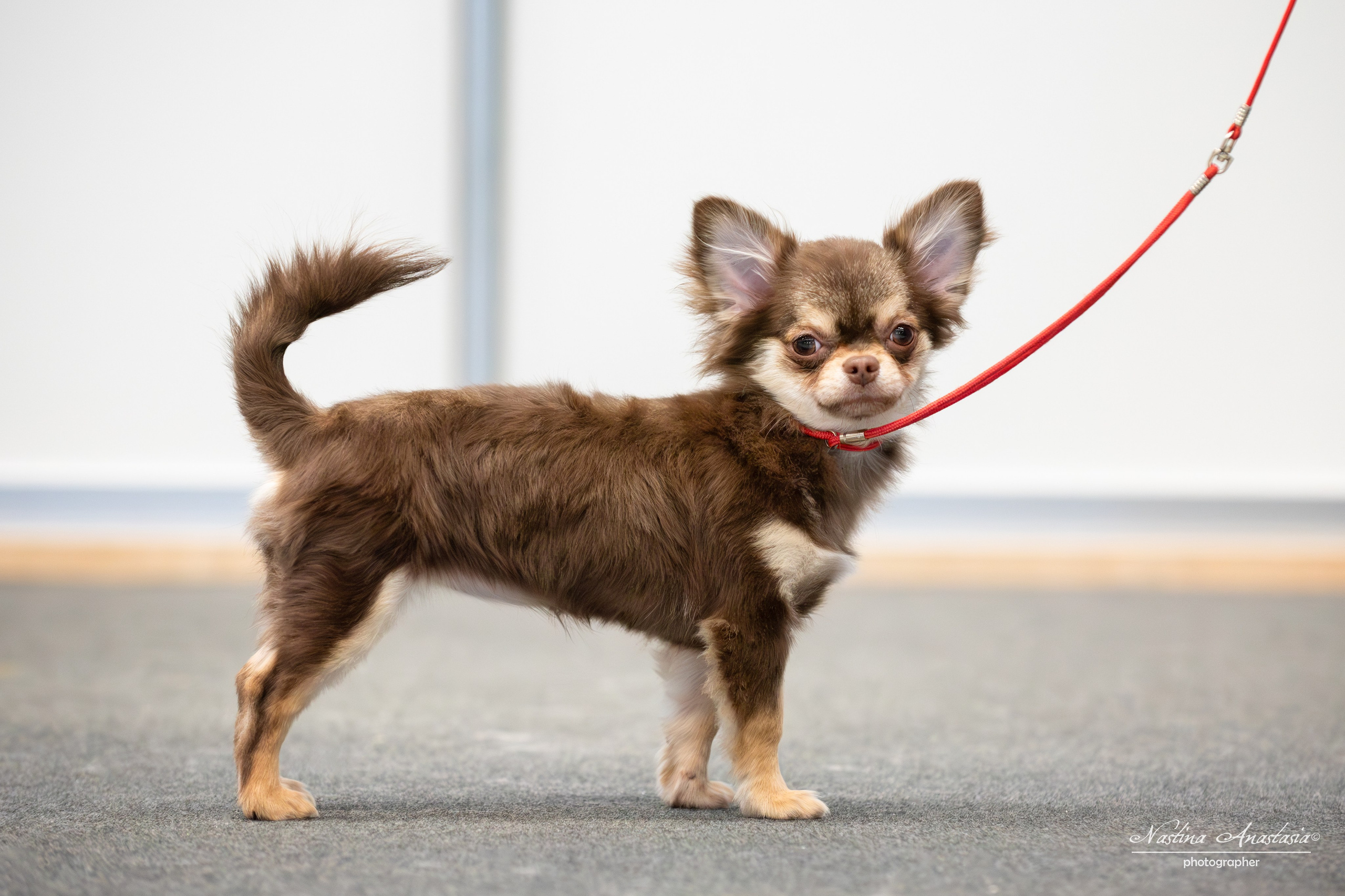 Выставки. Фотограф — Анималист