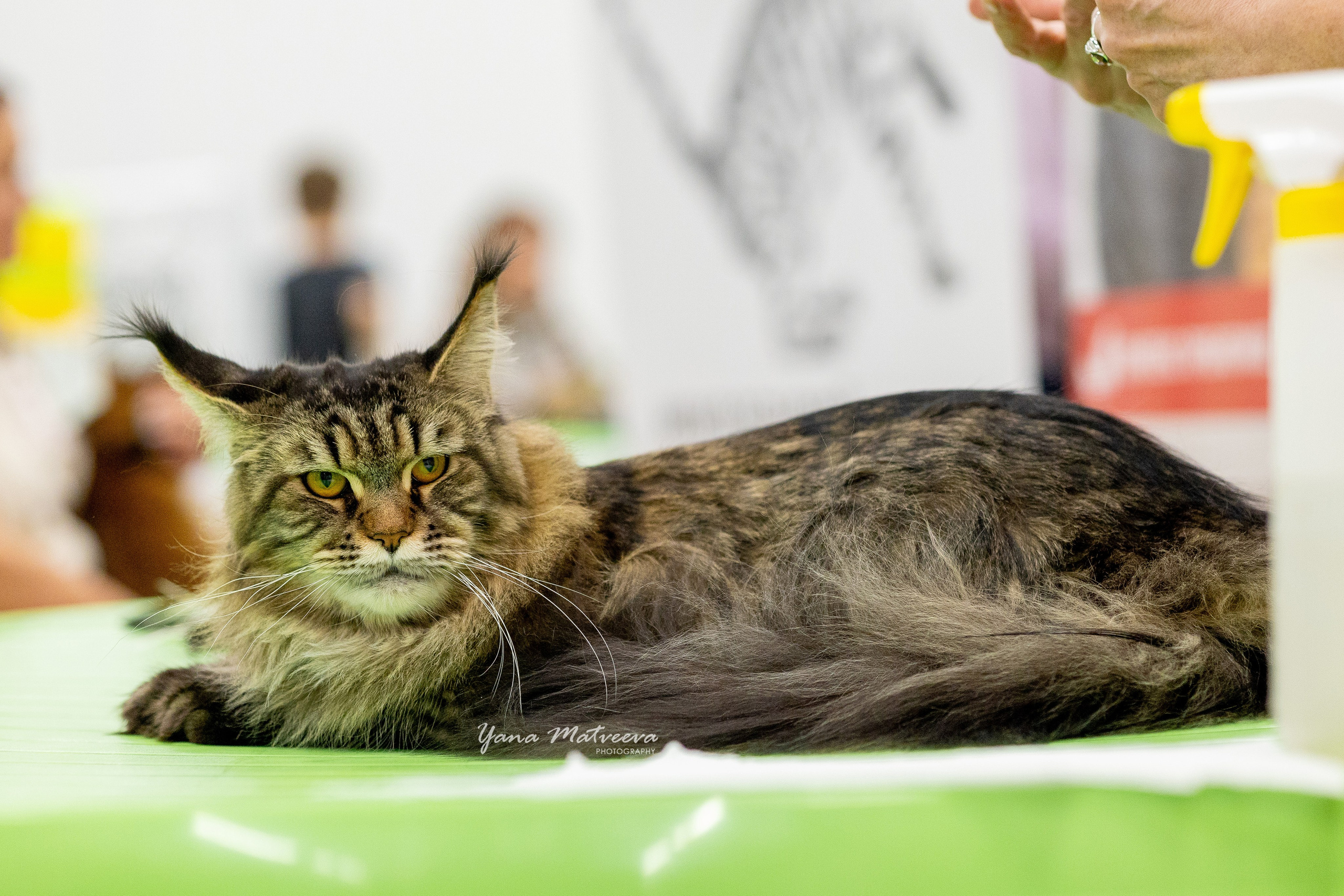 Кошки. Фотограф Яна Матвеева в Ижевске