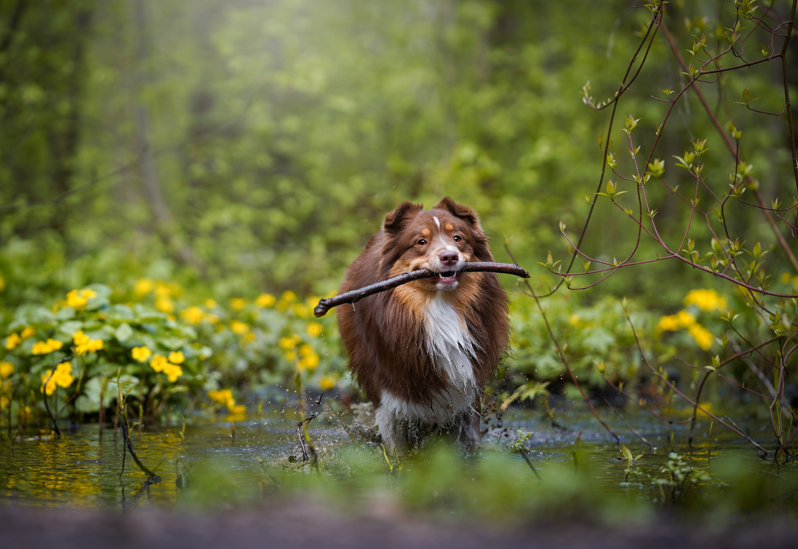 Рокки и Гермиона. Фотограф-анималист в Санкт-Петербурге Яна Мартынова