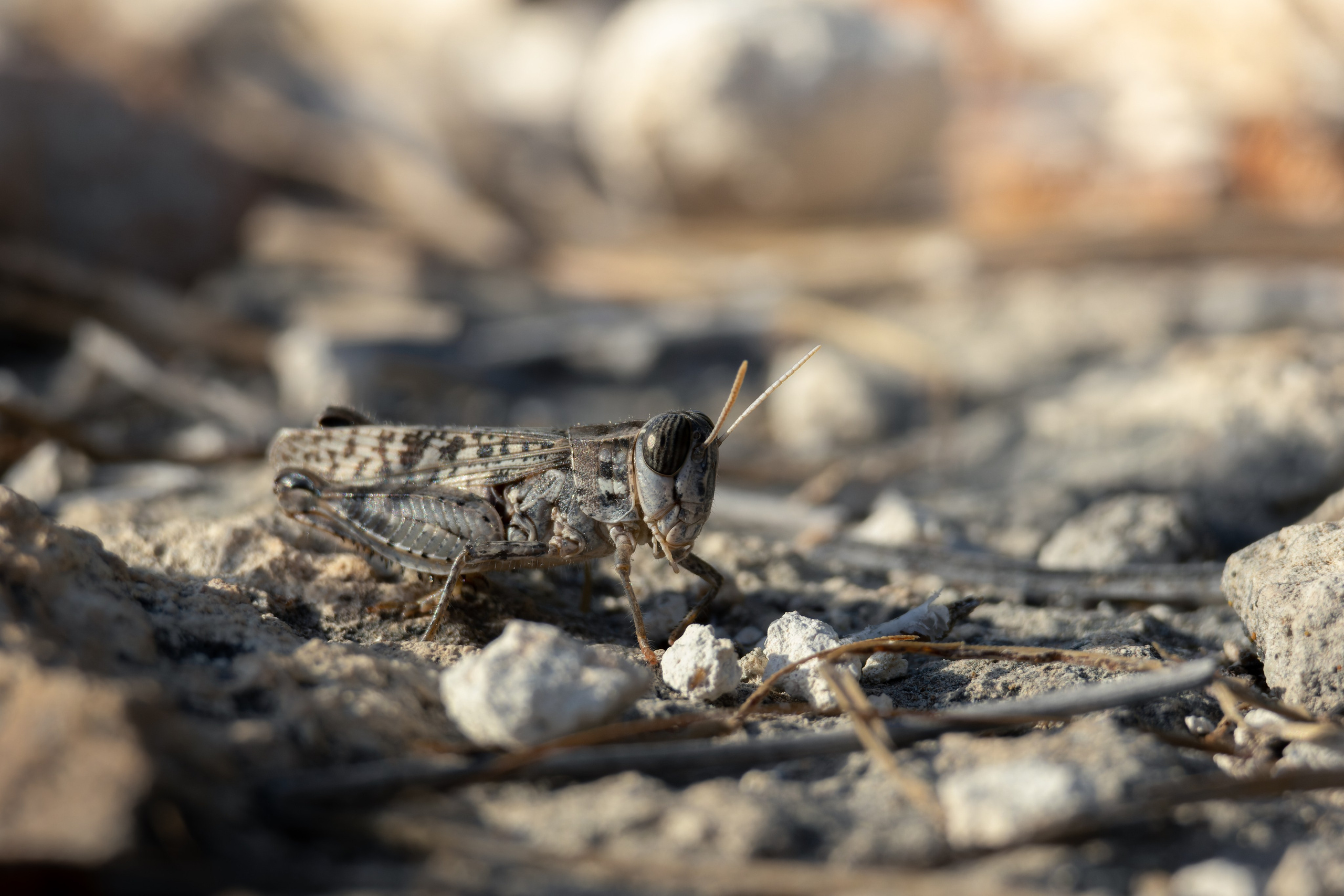 Cyprus 2023. Anton Chernov | Wildlife photographer