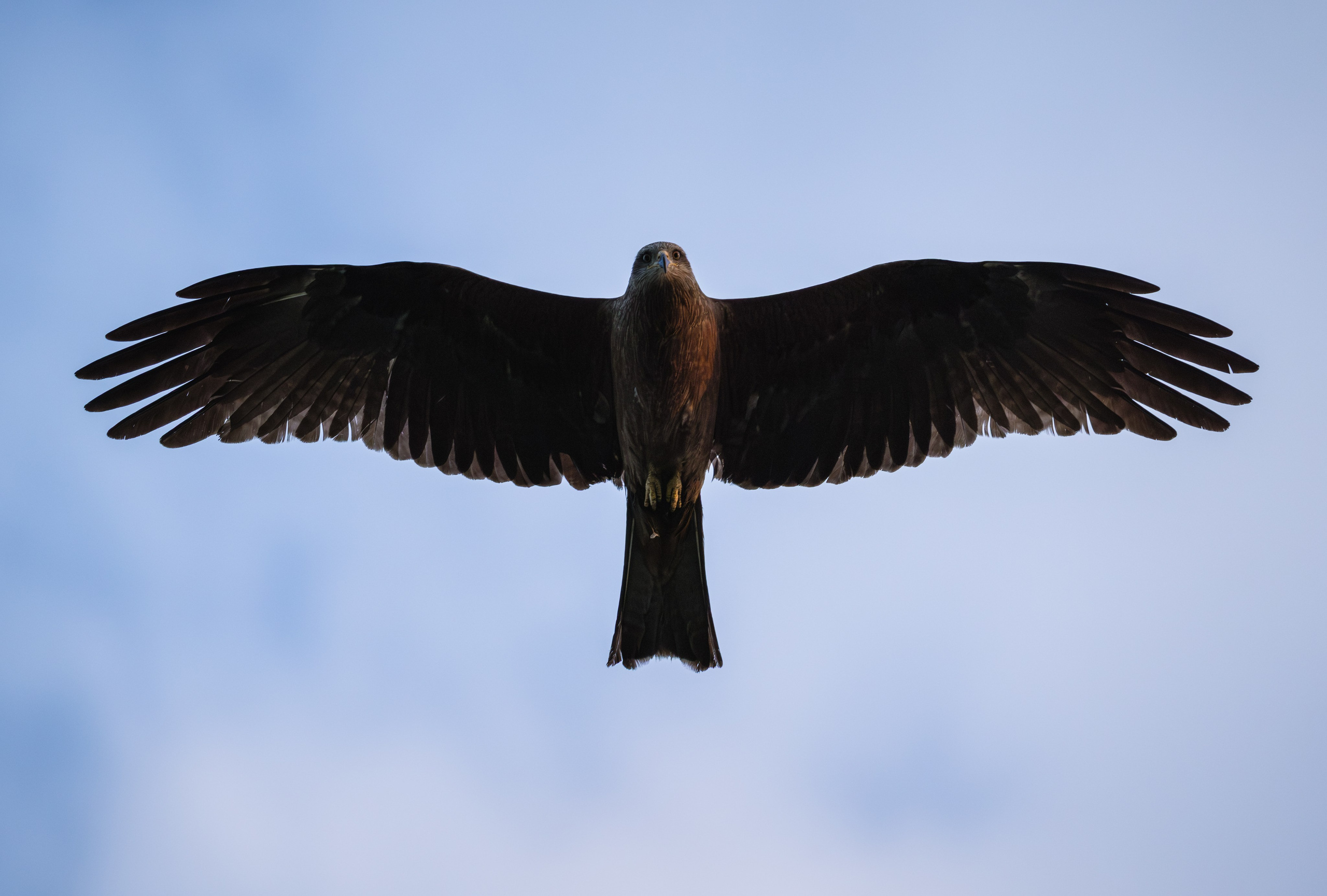 Voronezh 2026. Anton Chernov | Wildlife photographer