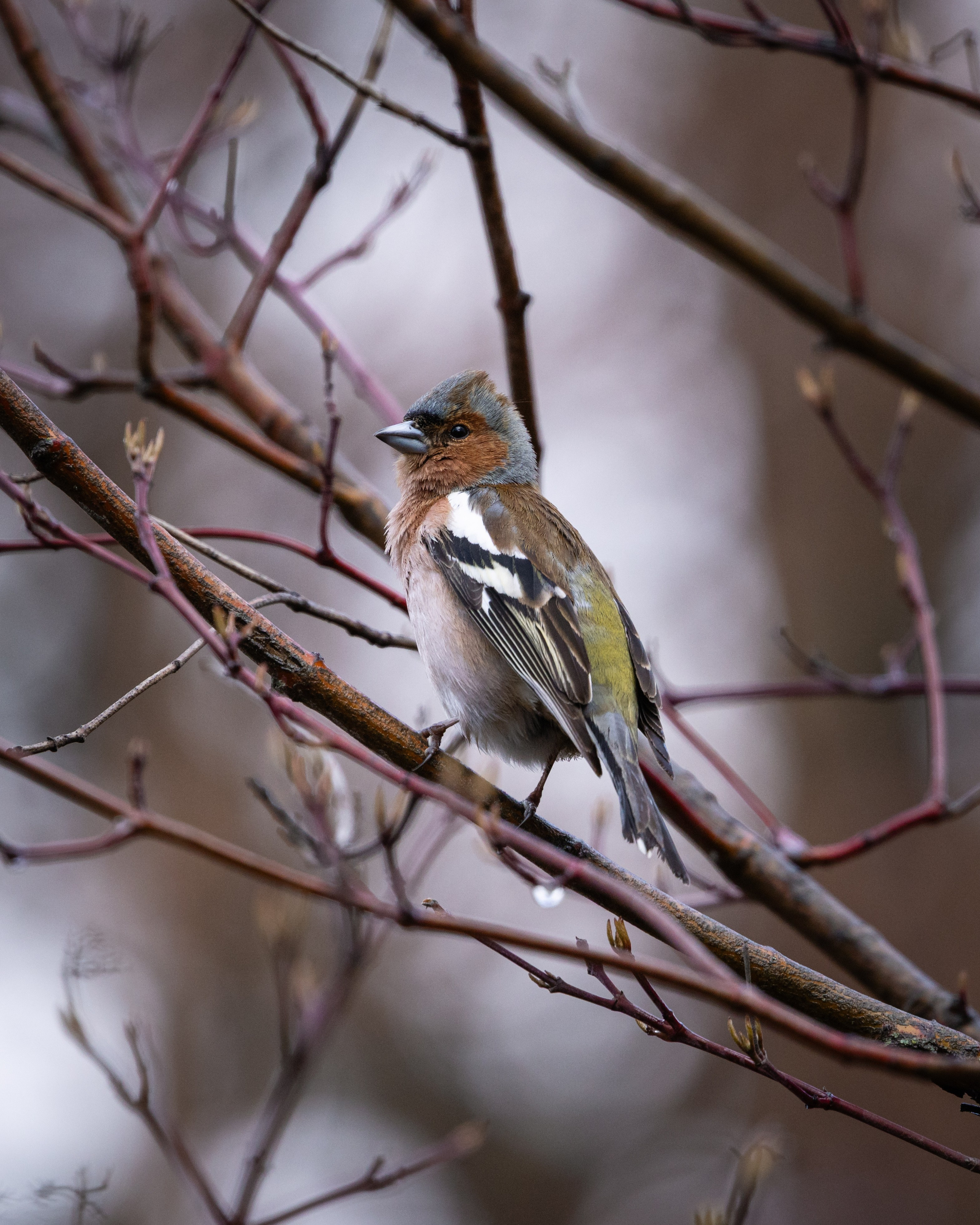 Voronezh 2026. Anton Chernov | Wildlife photographer