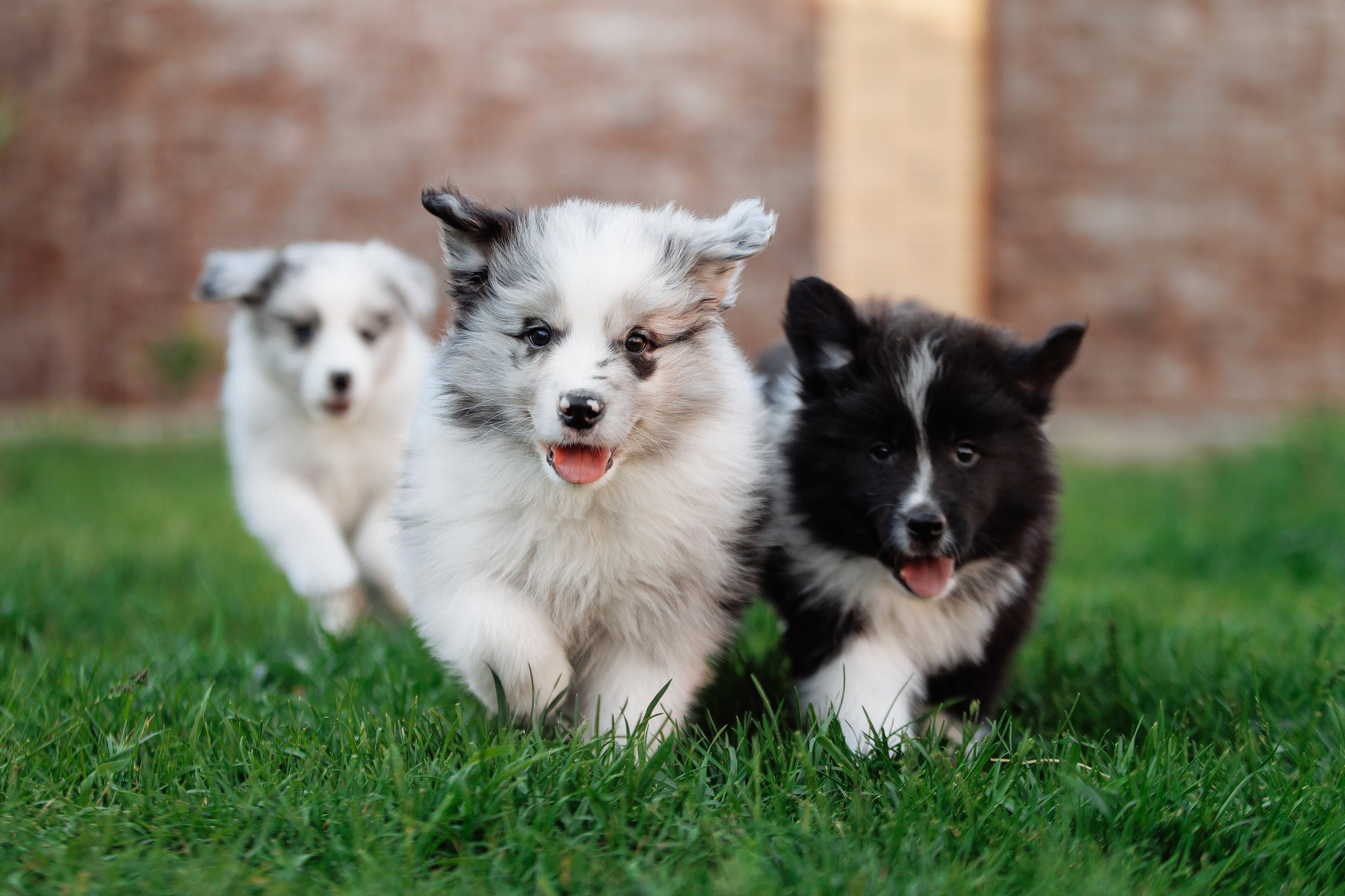 Пушистое. О нас