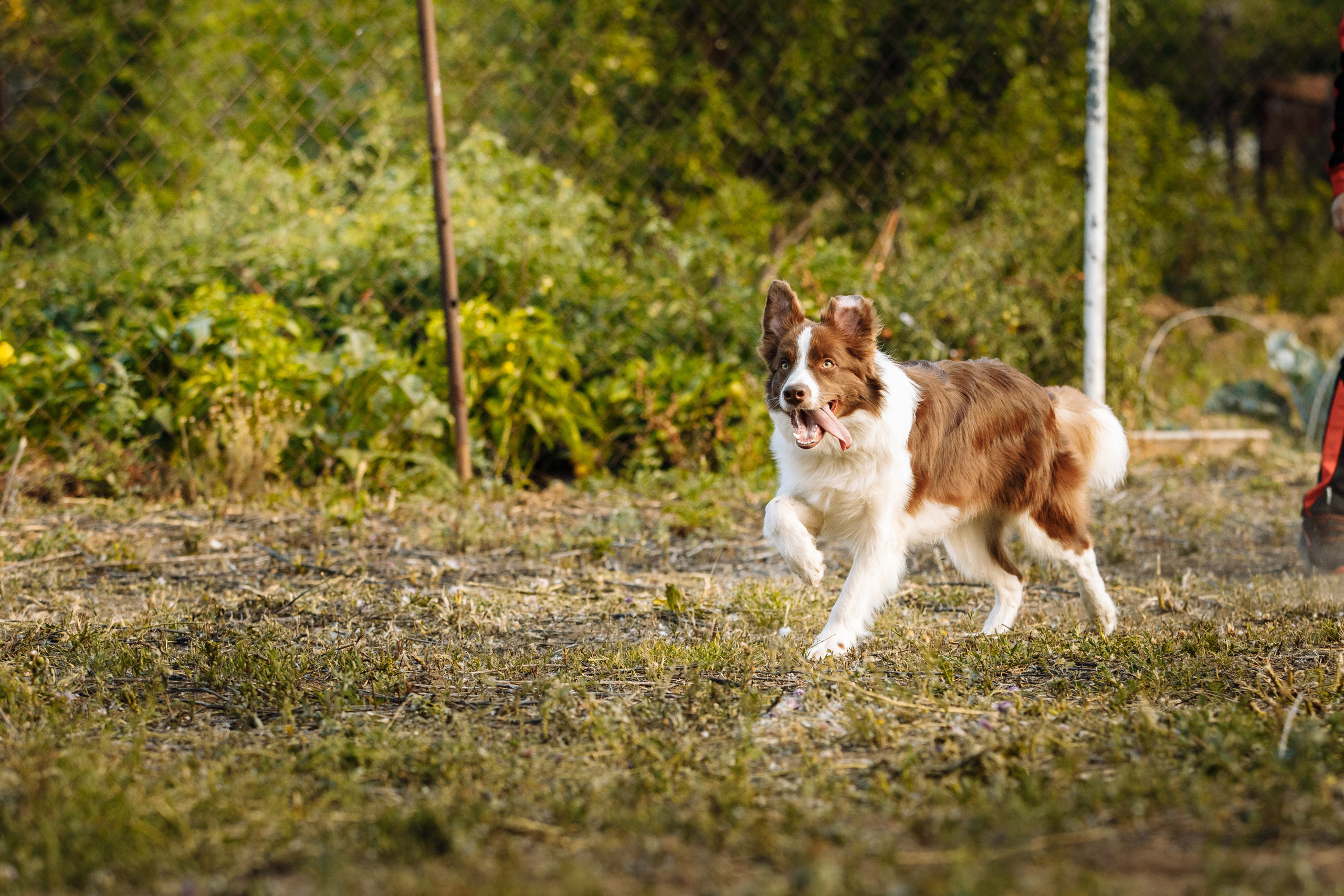 Овечий день. О нас