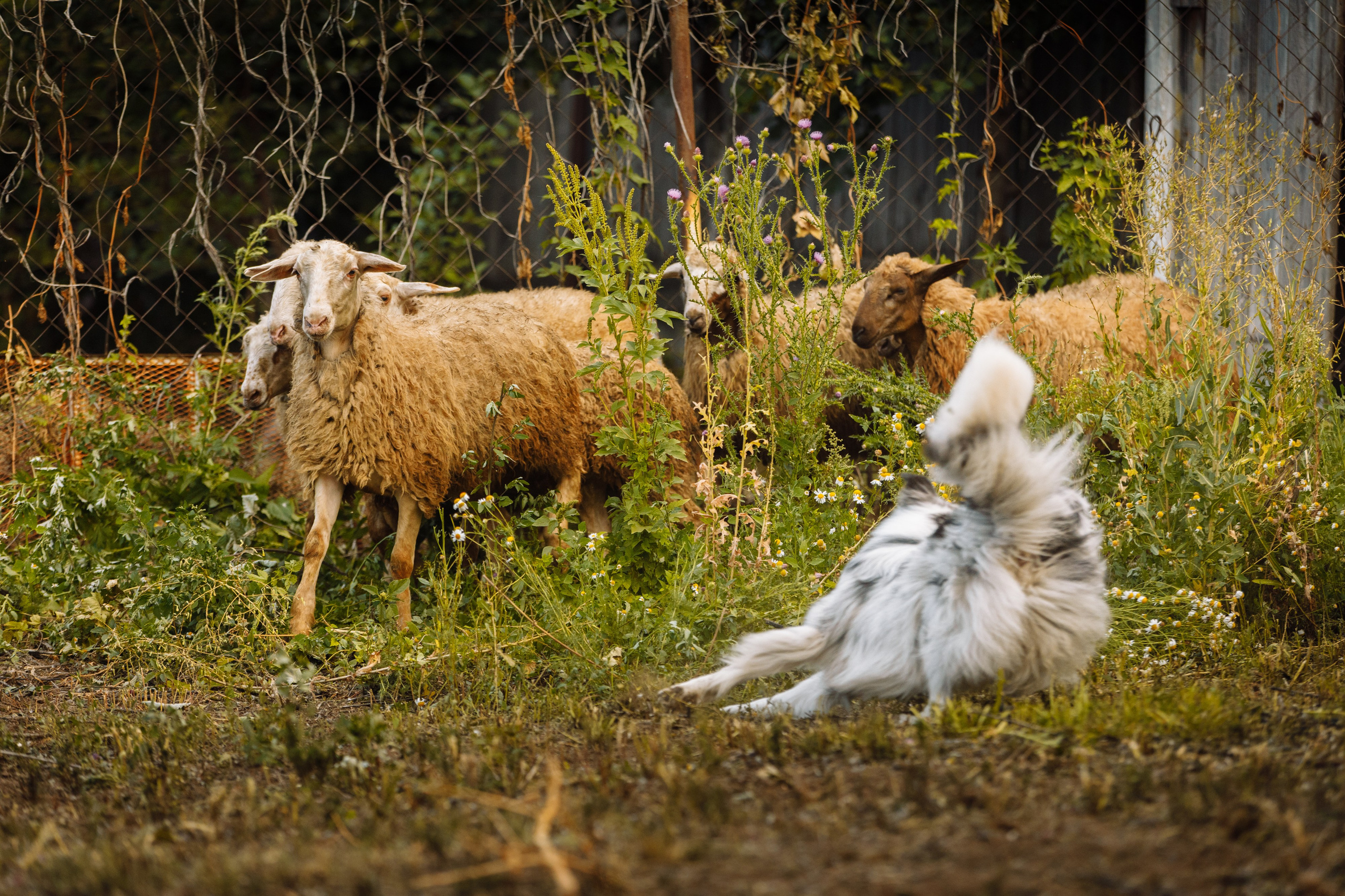 Овечий день. О нас