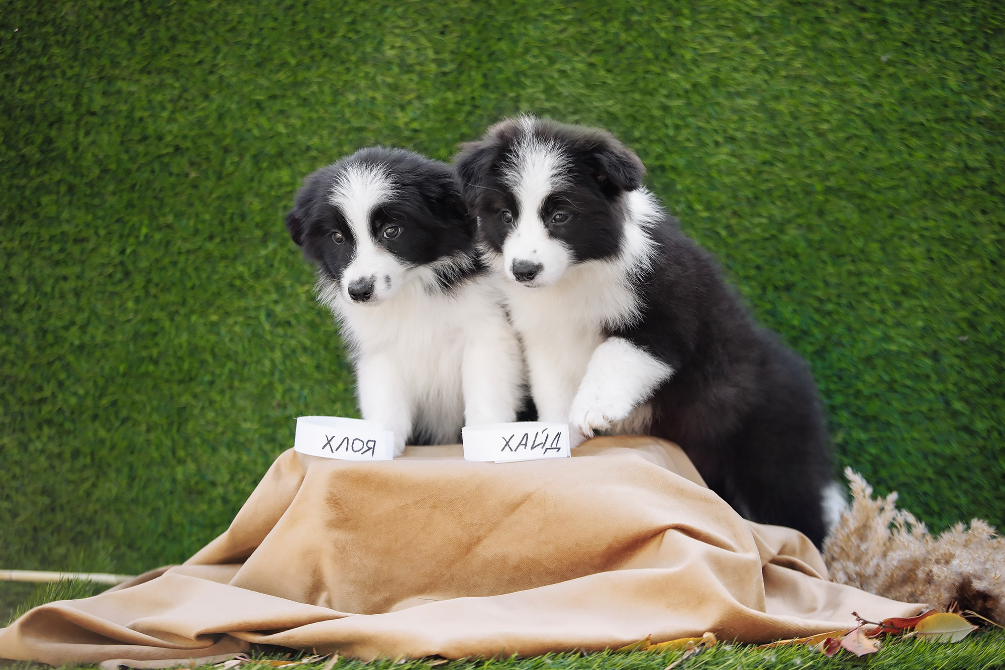 Новый лист. О нас