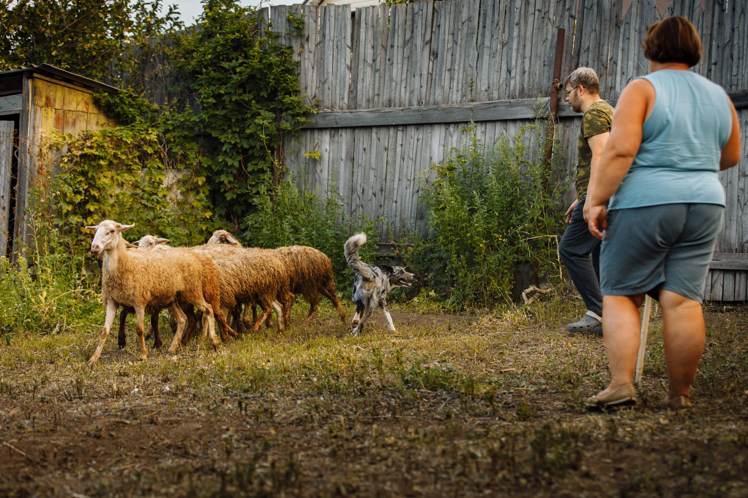 Овечий день. О нас