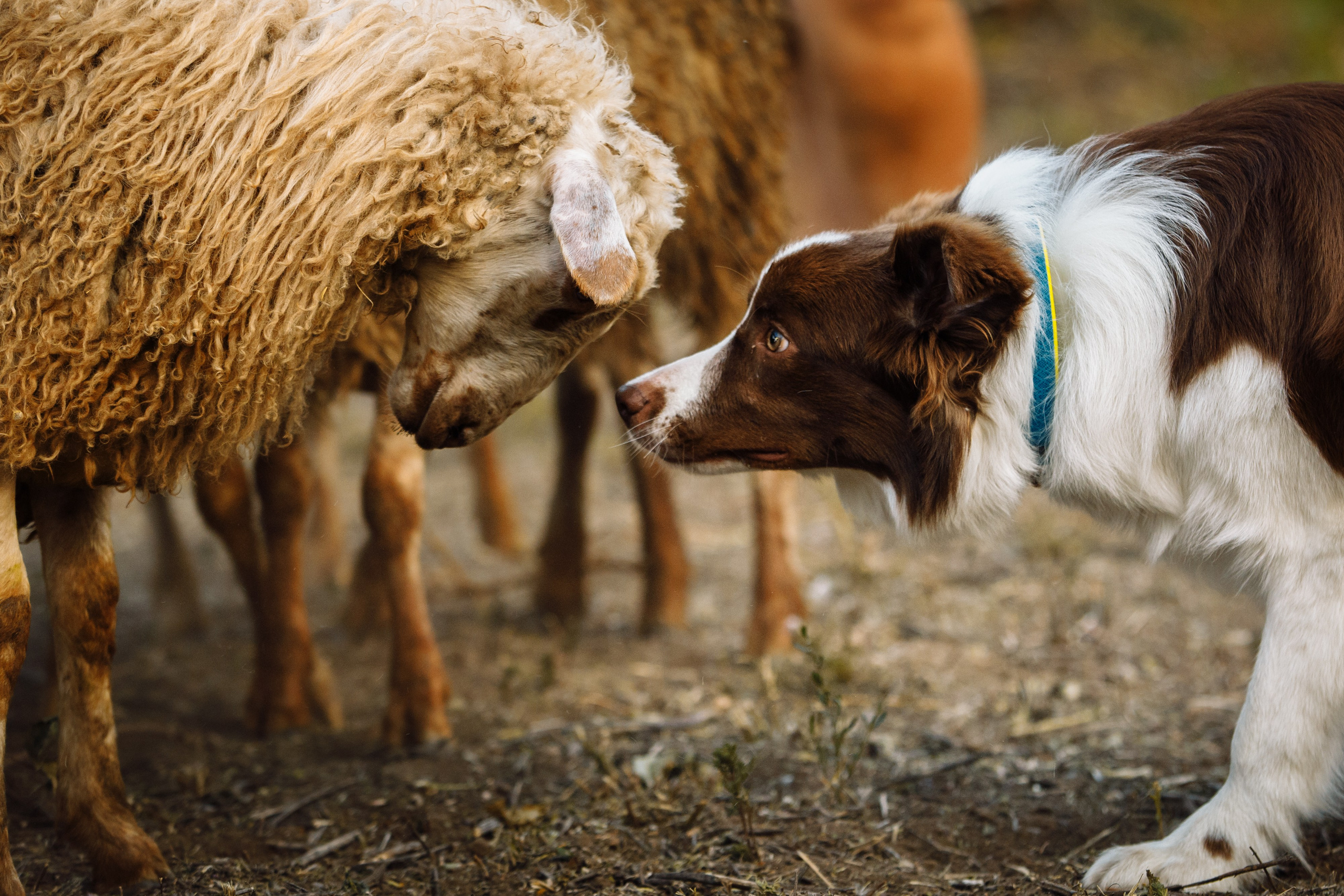 Овечий день. О нас