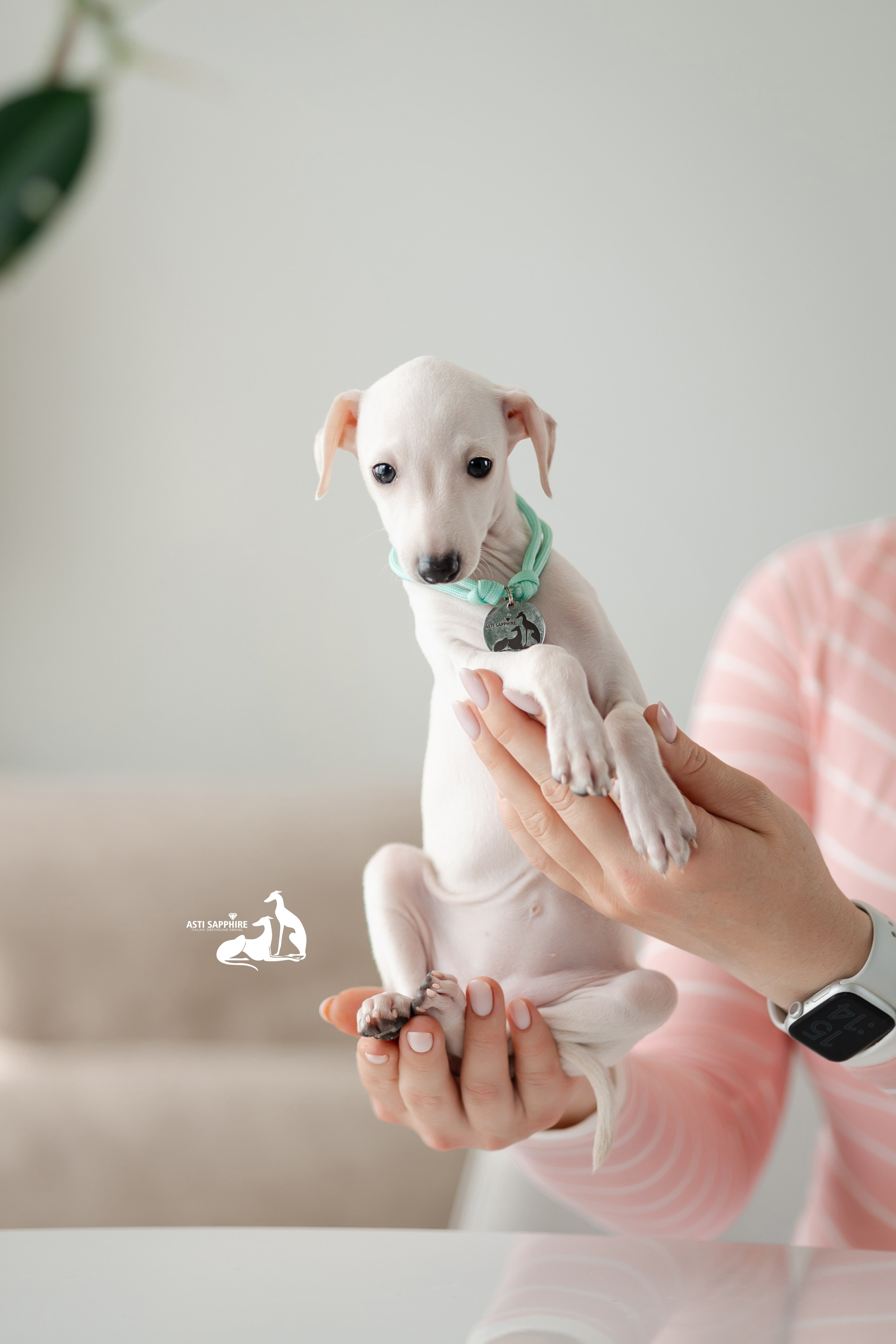Белоснежные. Professional Italian Greyhound Kennel RKF/FCI ASTI SAPPHIRE 💎 Sochi|St. Petersburg