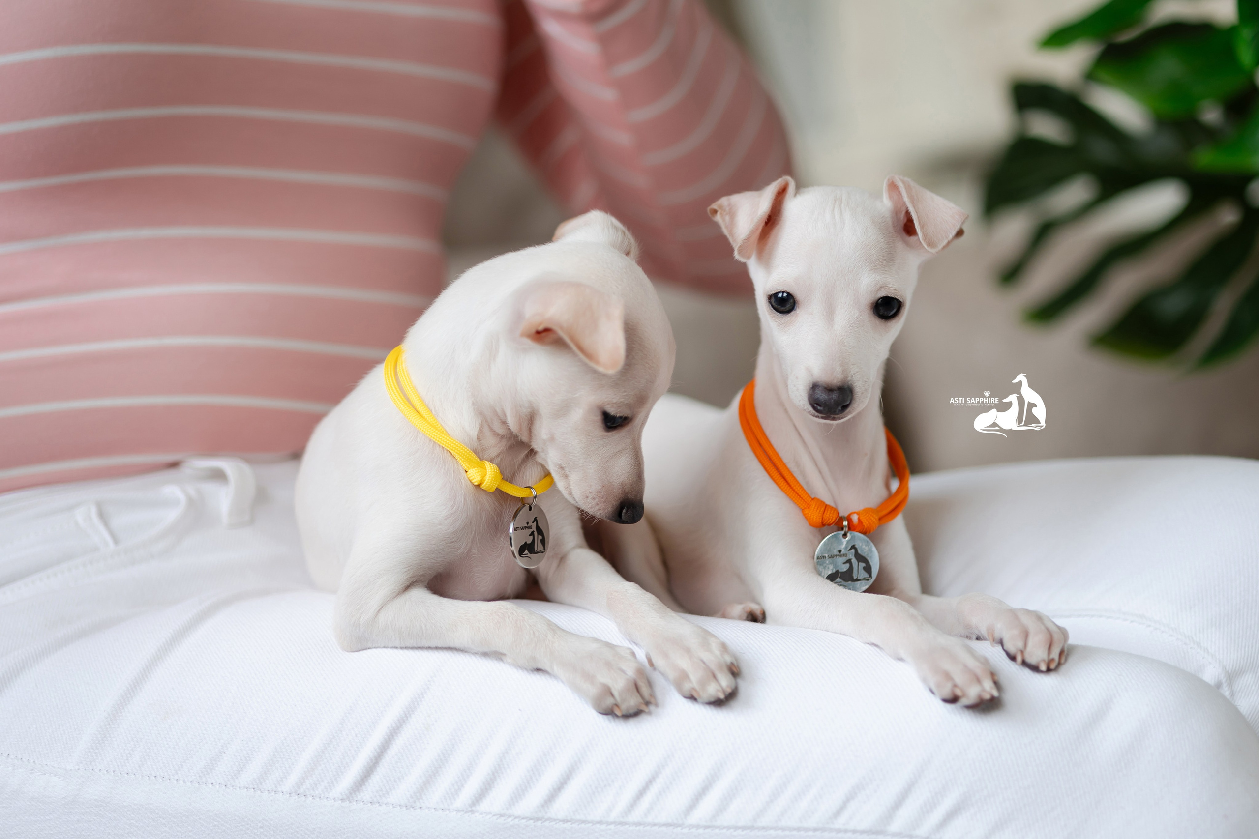 Белоснежные. Professional Italian Greyhound Kennel RKF/FCI ASTI SAPPHIRE 💎 Sochi|St. Petersburg