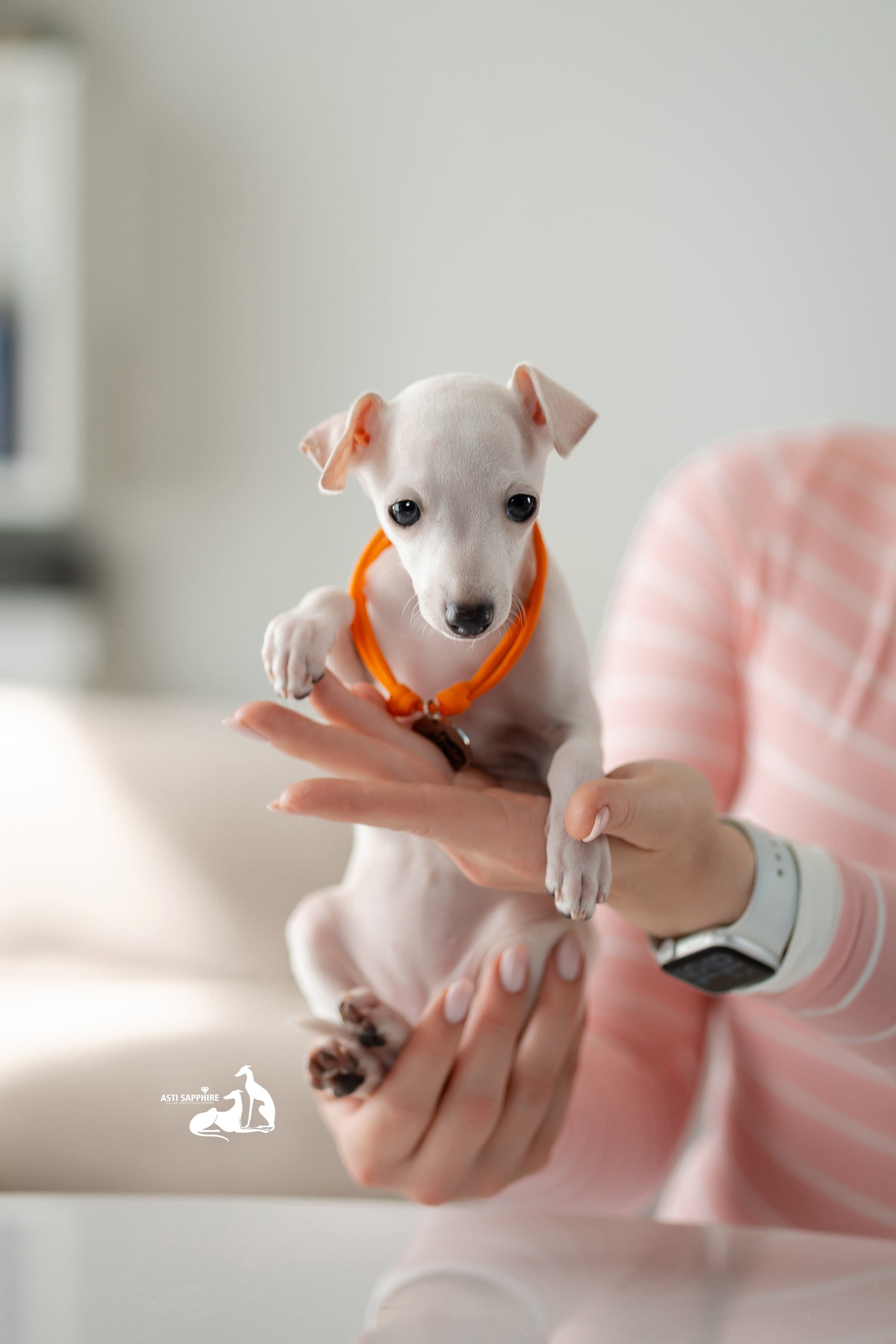 Белоснежные. Professional Italian Greyhound Kennel RKF/FCI ASTI SAPPHIRE 💎 Sochi|St. Petersburg