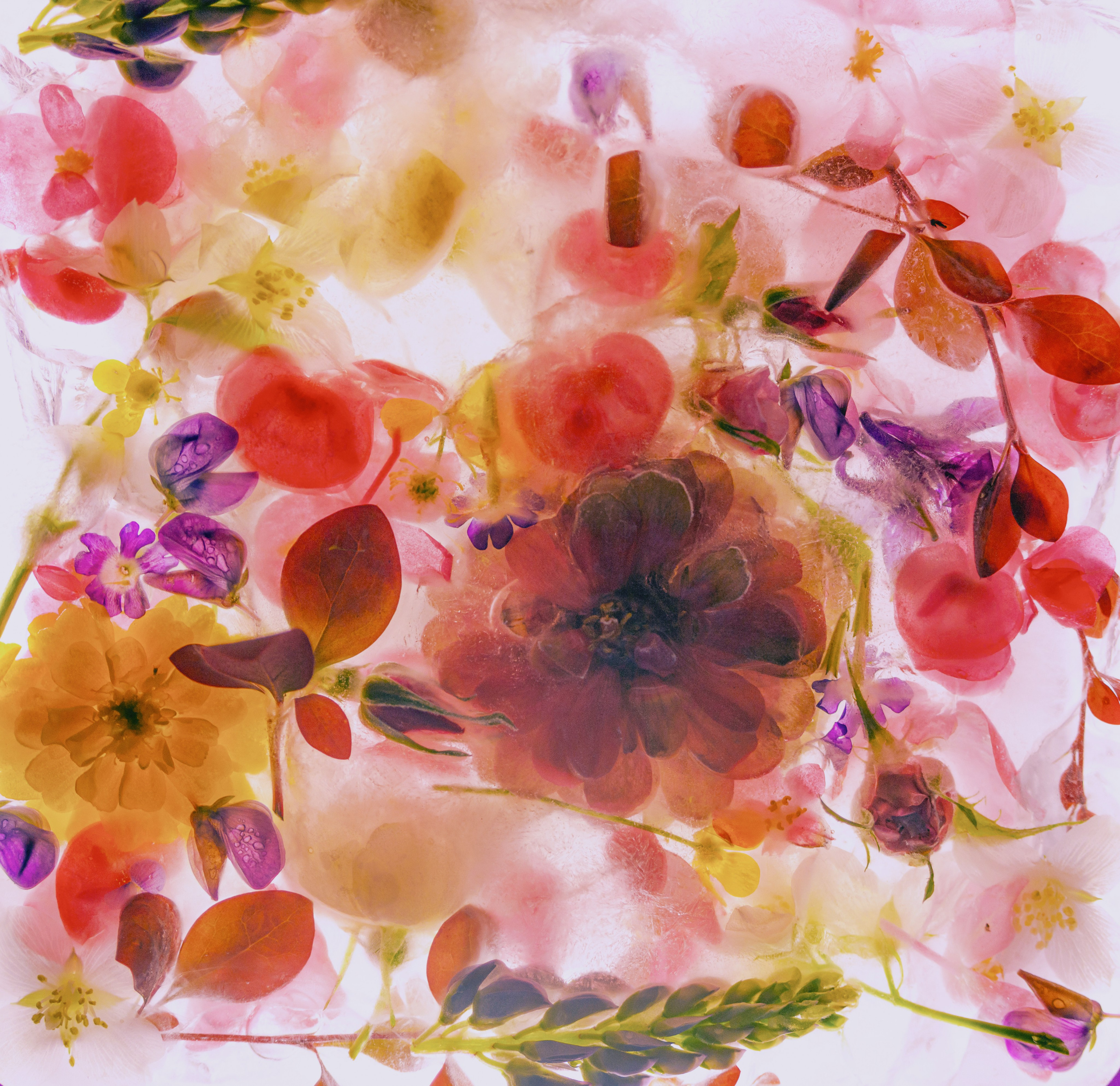 Яркая, красивая, разноцветная фотография цветы во льду