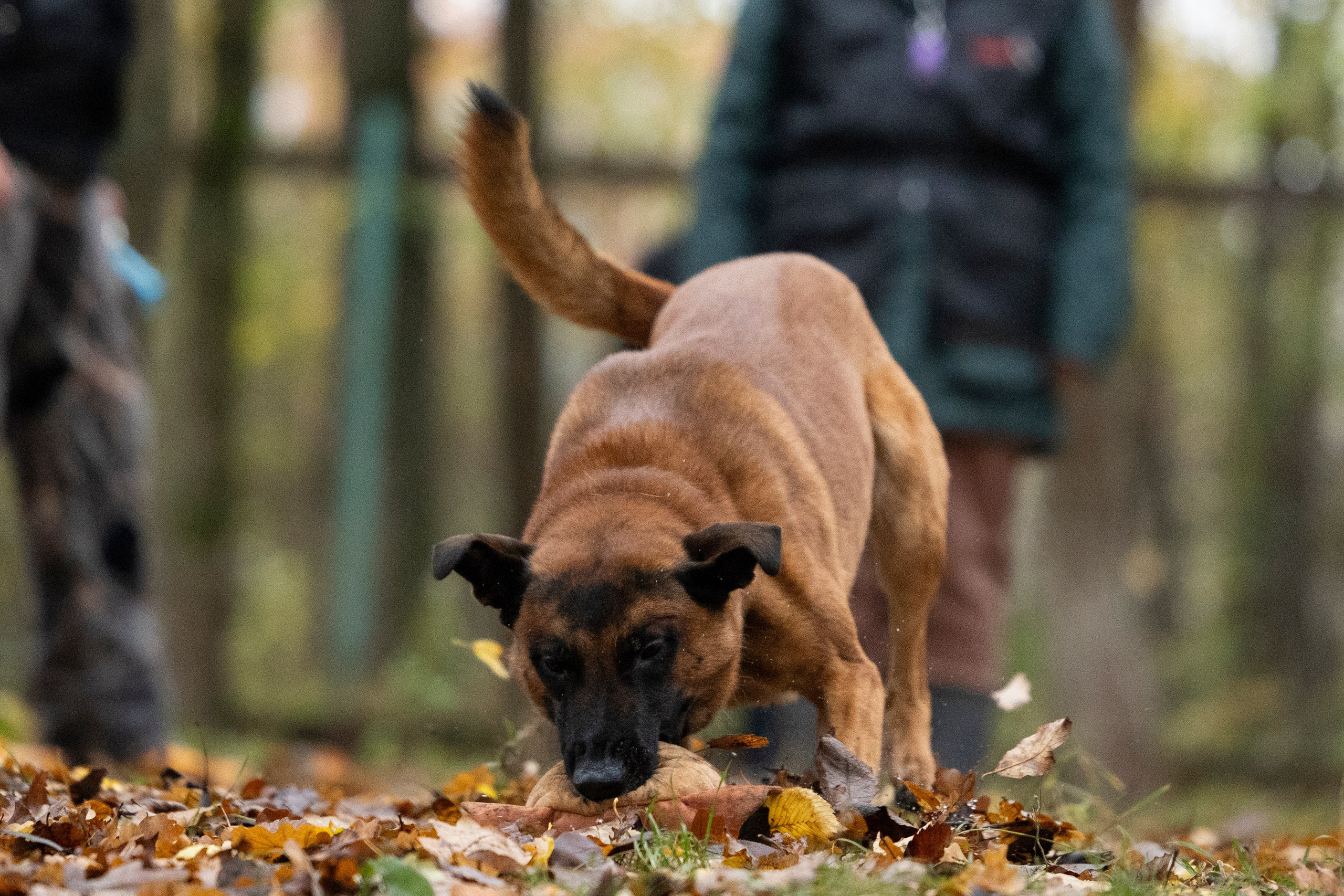 Соревнования по Мондьорингу г. Вологда. Фотограф-анималист Анна Маринич
