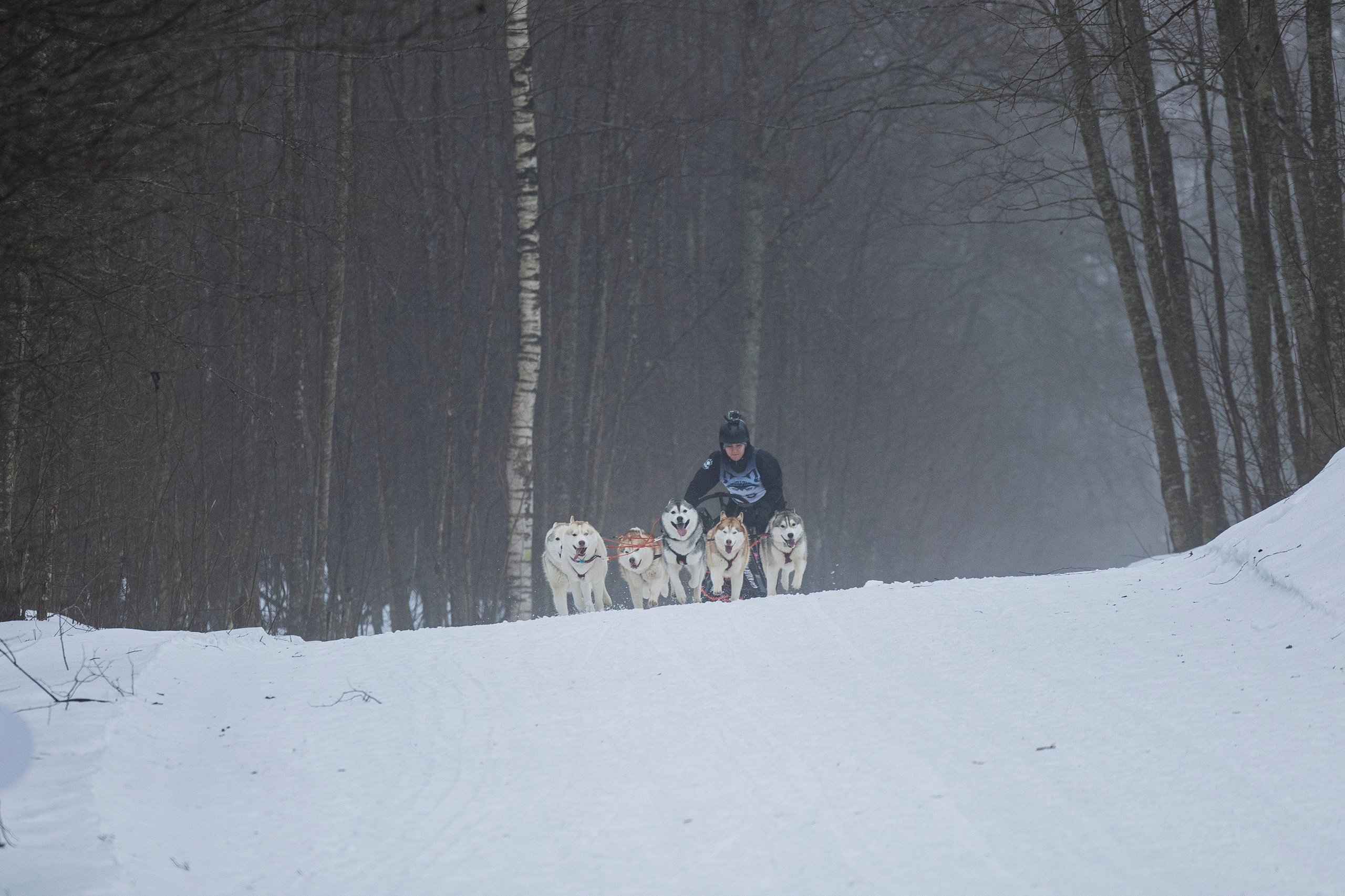 Зимний Чемпионат Санкт-Петербурга по ездовому спорту. Фотограф-анималист Анна Маринич