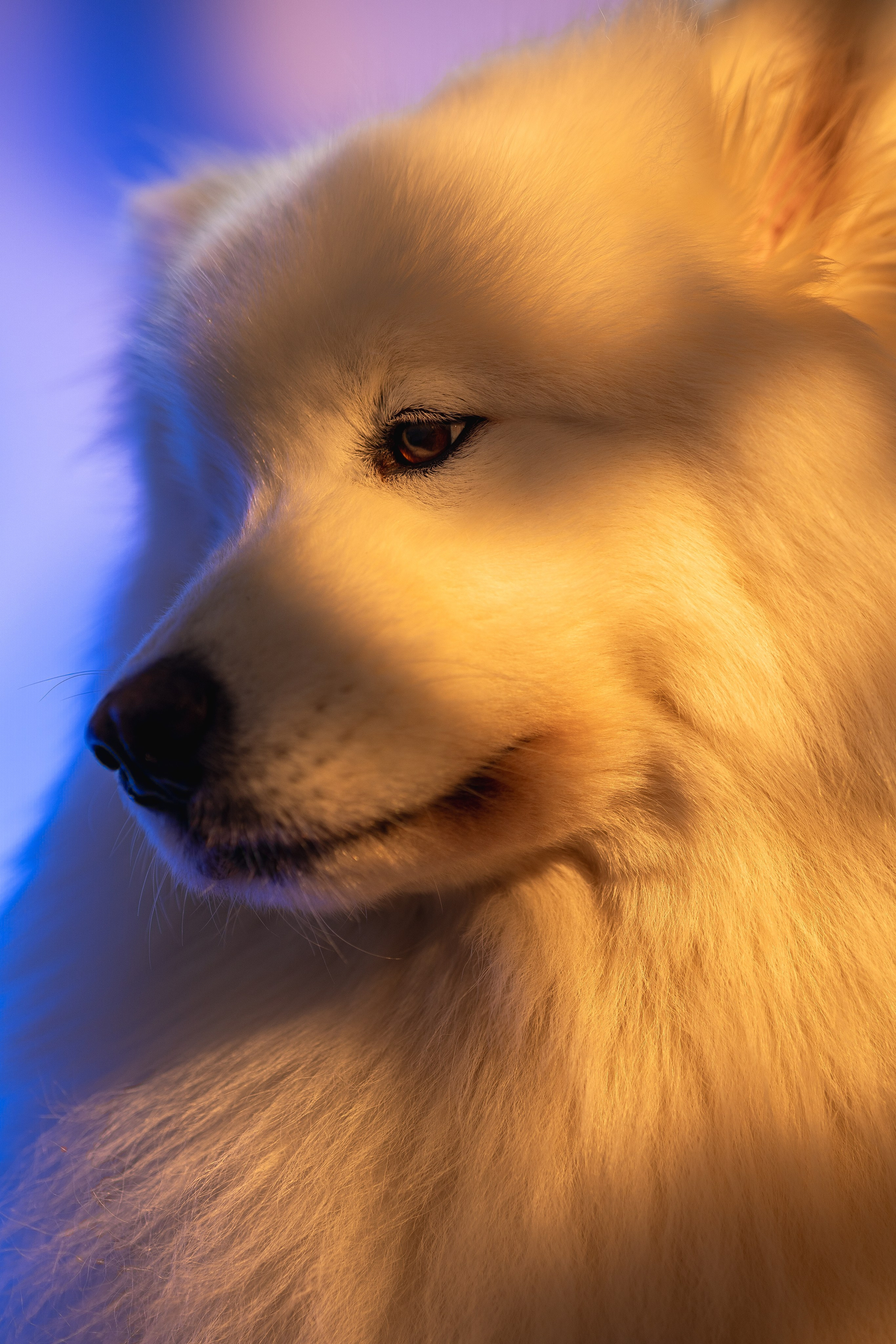 Самоеды в студии. Фотограф анималист в Москве Майорова Евгения