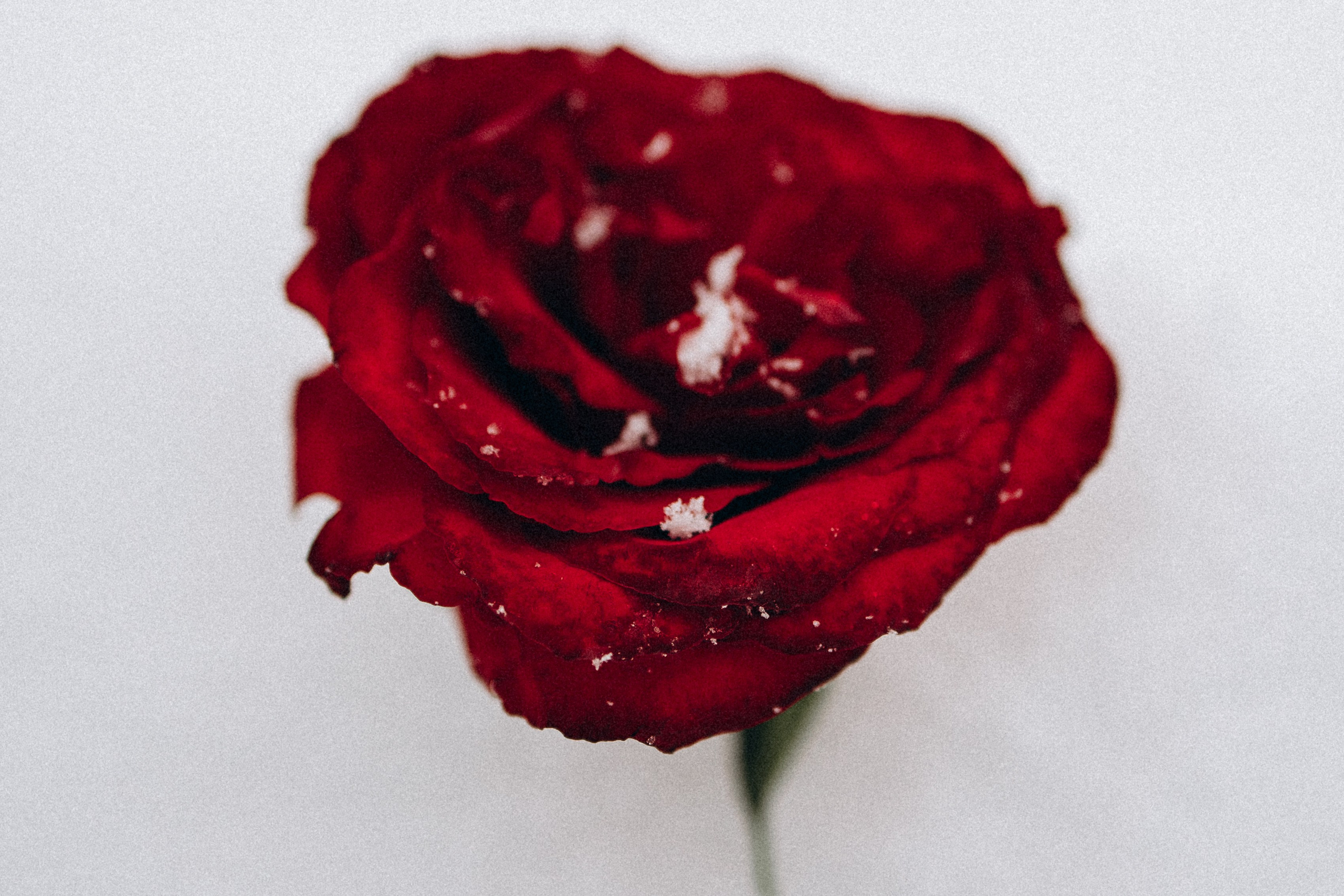 Настя и Тор. Фотораф — анималист Мария Шистка