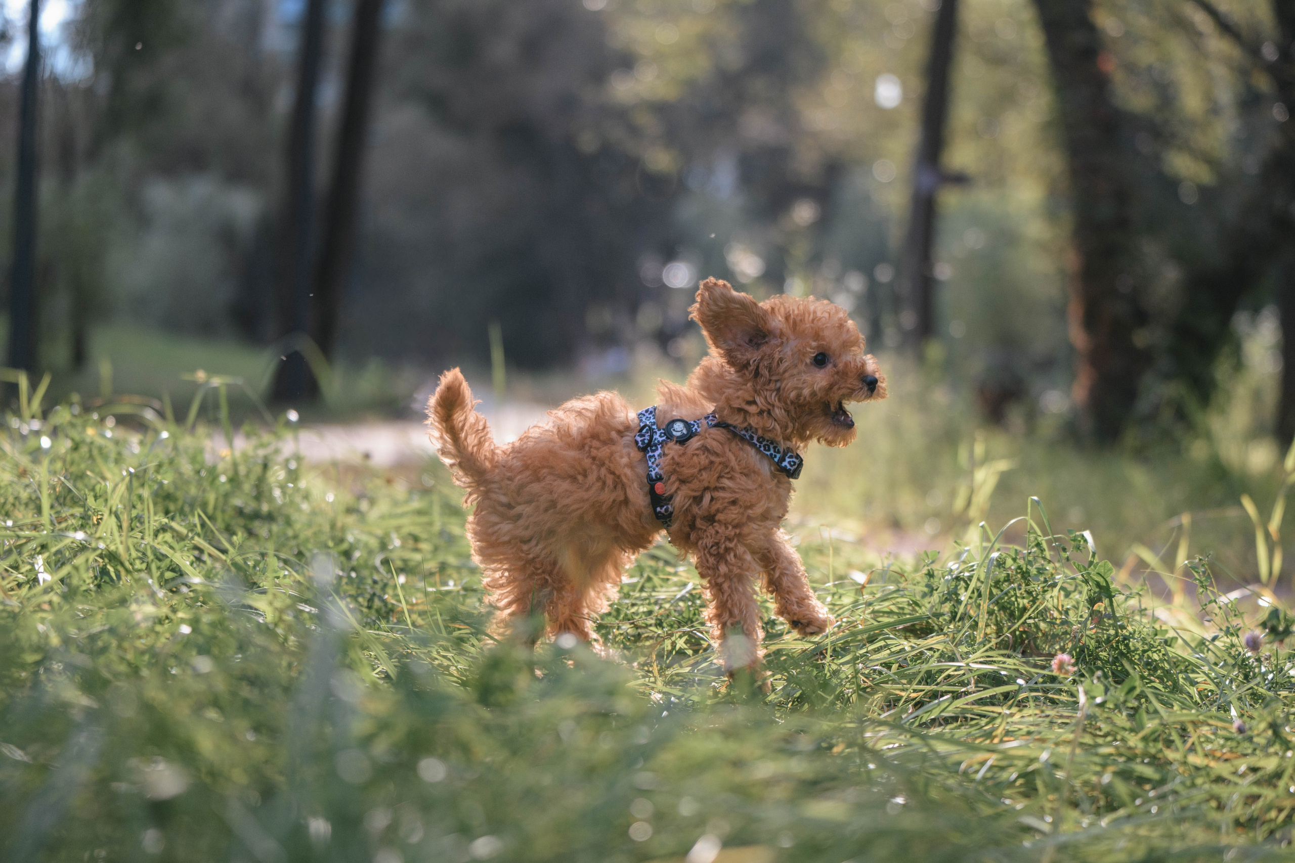Щенок той-пуделя. Фотограф Анималист в Москве Анастасия Жучкова