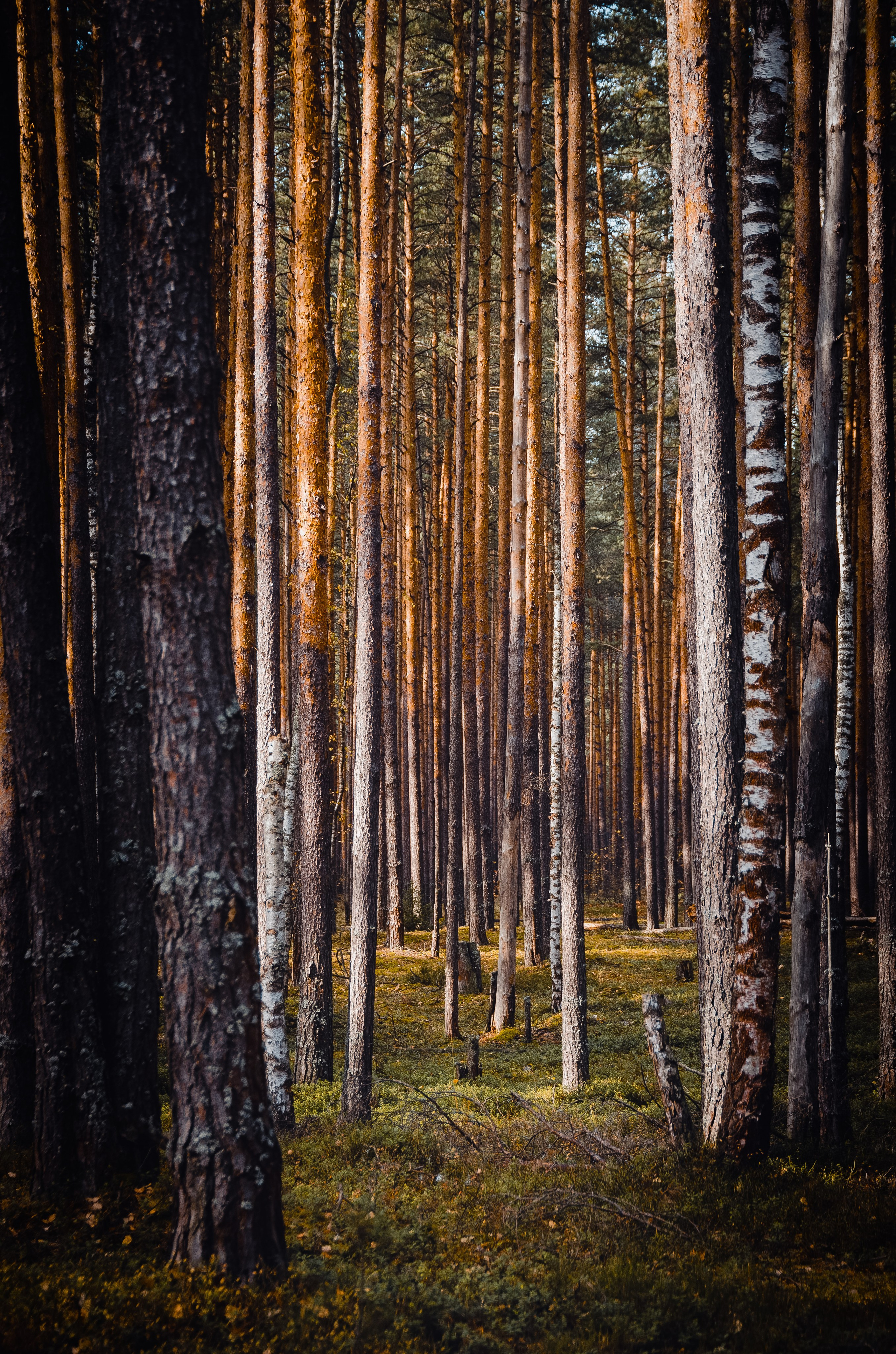 Пейзажная и уличная фотография | Авторские работы. Профессиональный фотограф Максим Страхов | Портретная, предметная и пейзажная фотосъемка в Москве