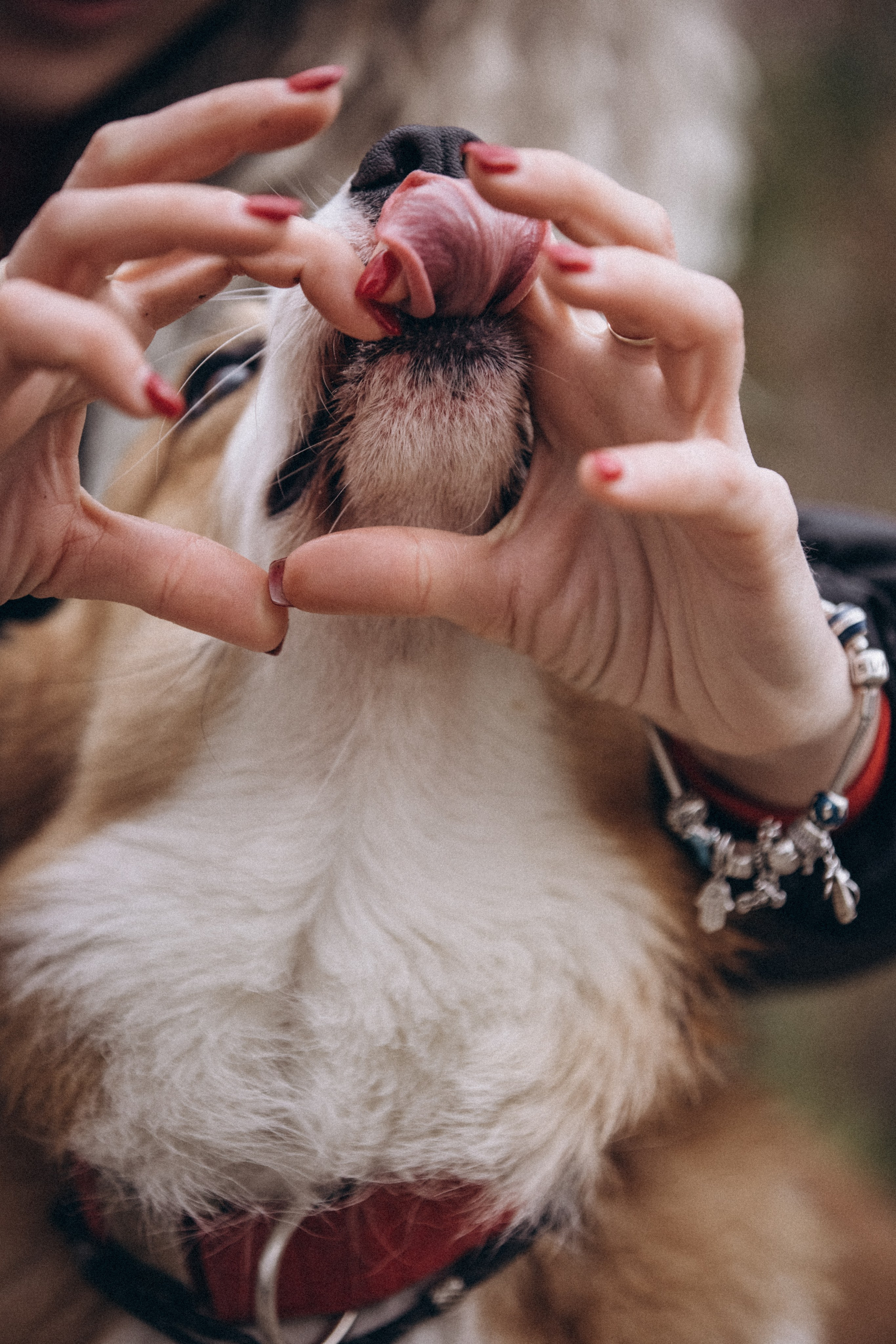 Надя и Перси. Фотограф — анималист Светлана Кысса|фотограф собак в Краснодаре и Нижнем Новгороде