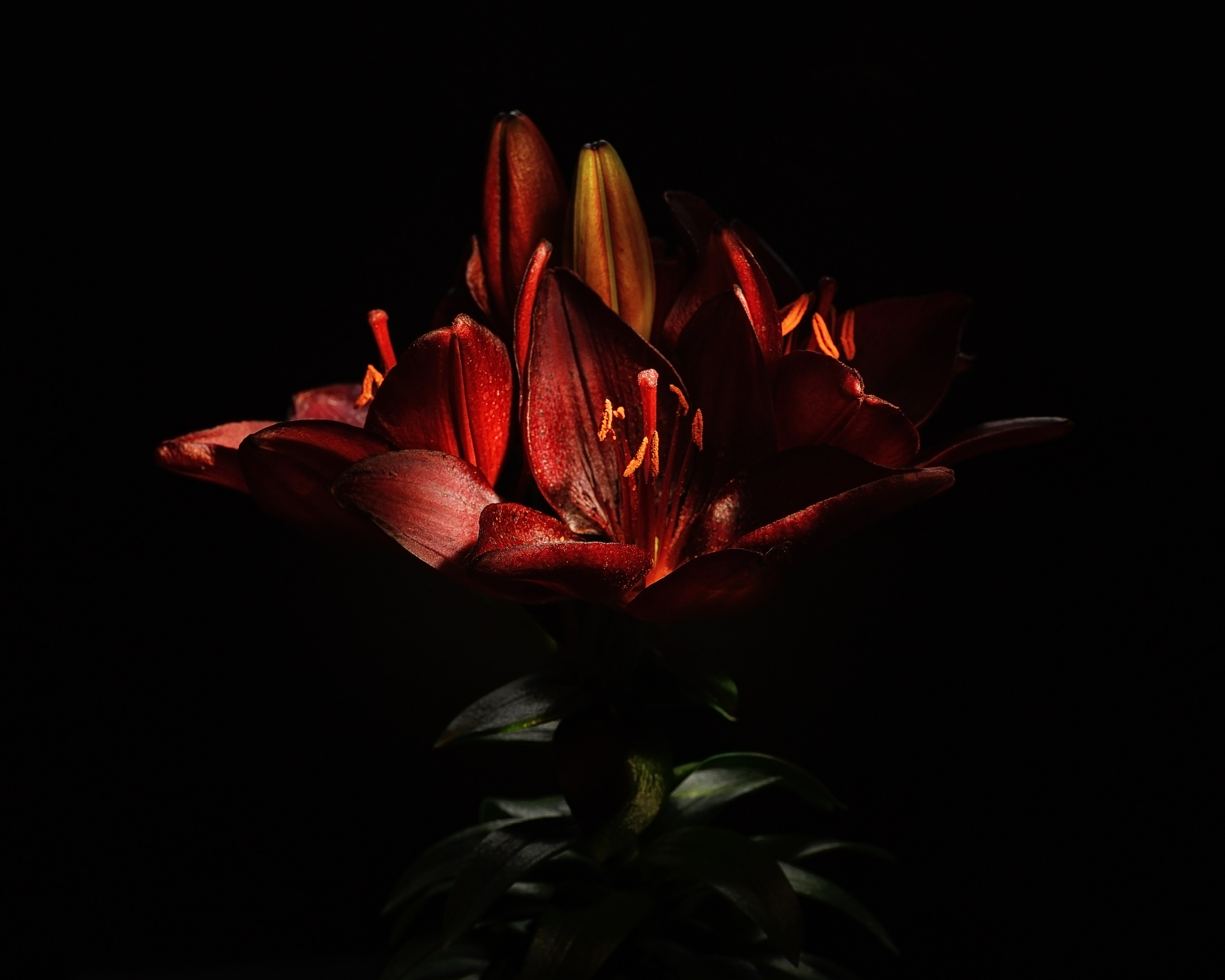 Поэзия цветов. Портретный фотограф в Челябинске Катерина Руди