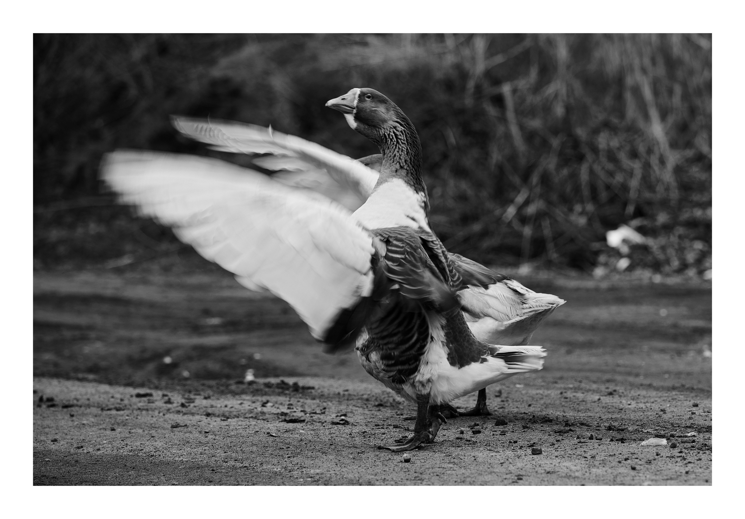 Фотопринты А3. Фотопроект «Территории»