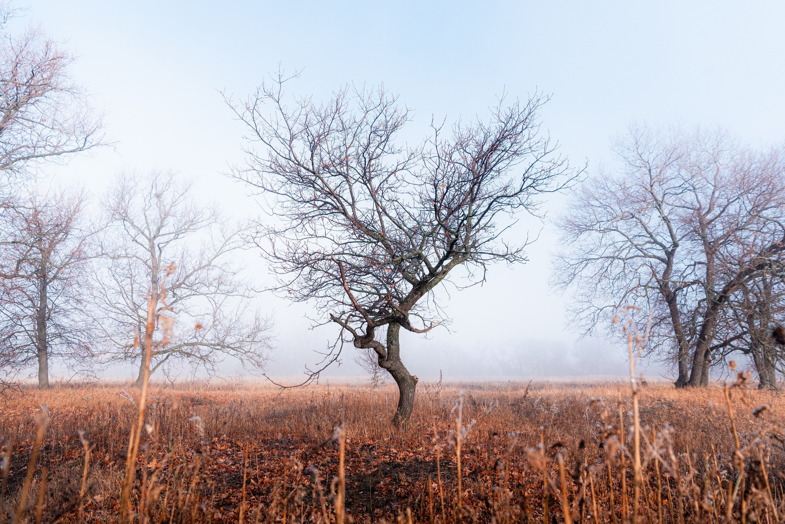 Фотографии утреннего тумана под Волжским. Фотограф в Волгограде и Волжском Александр Горбань