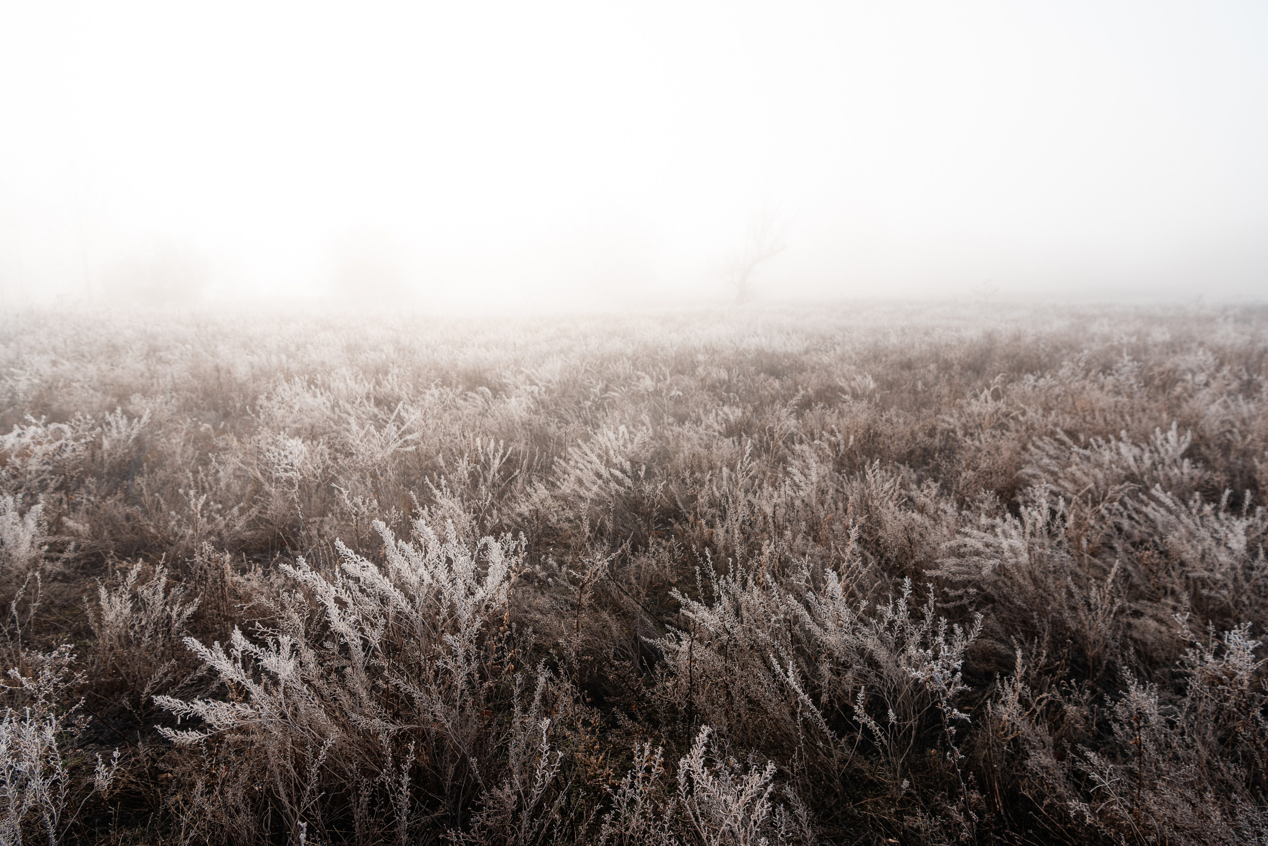 Фотографии утреннего тумана под Волжским. Фотограф в Волгограде и Волжском Александр Горбань