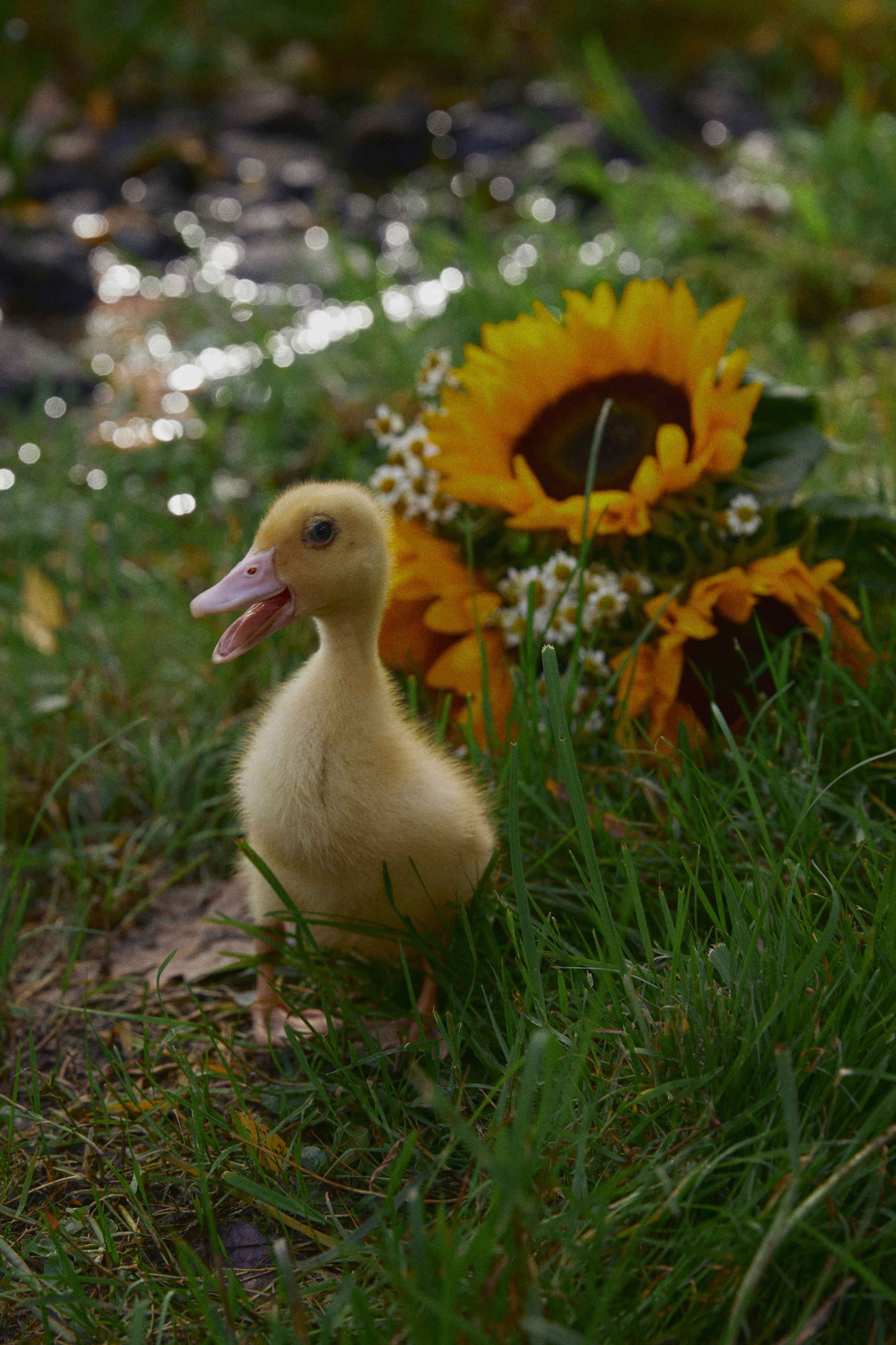 Фотодень с утятами (пруд). Фотограф