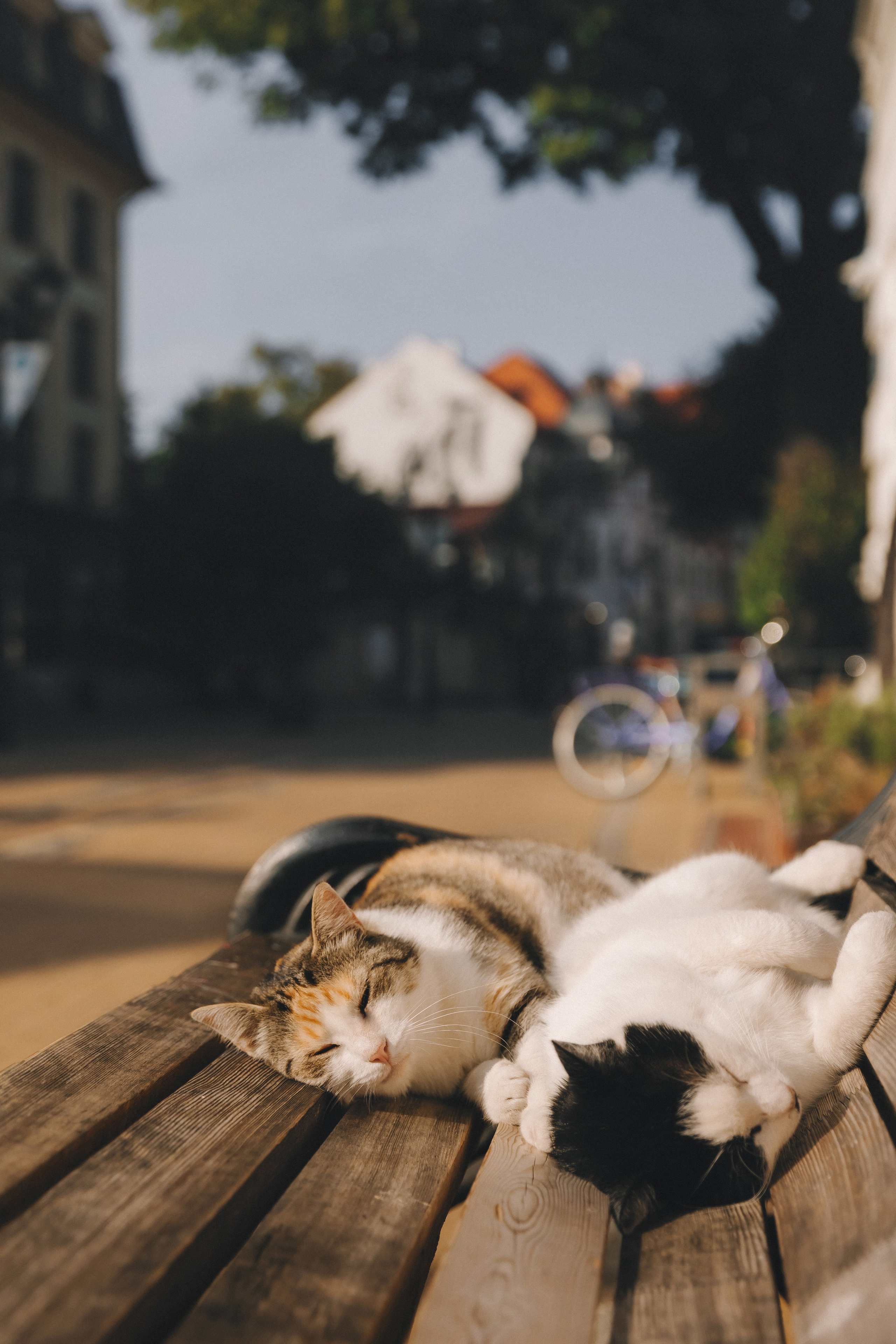 Коты Зеленоградска. Фотограф Зеленоградск Красильникова Елена