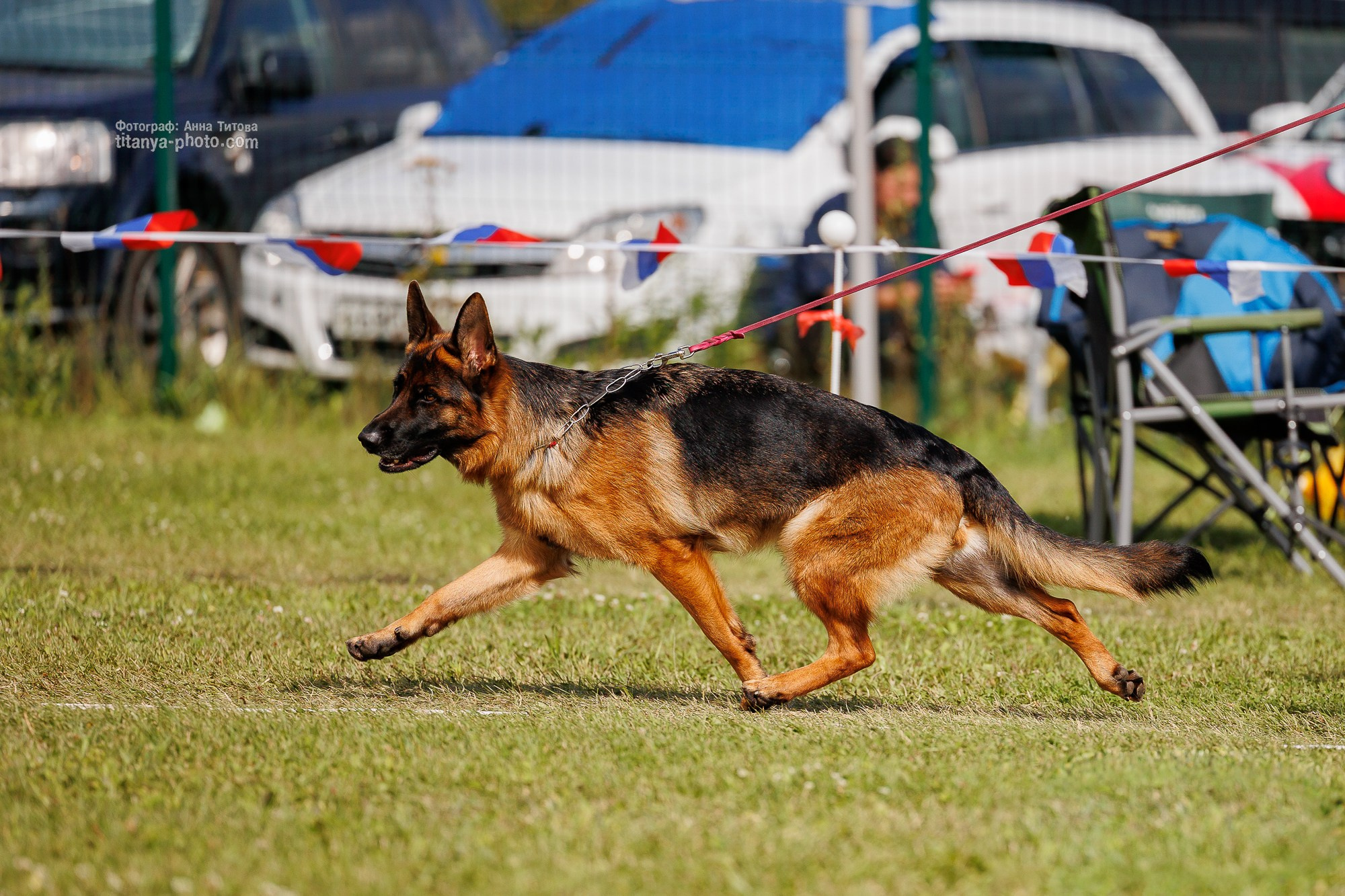 Немецкие овчарки: фото из рингов и вне ринга, мутпроба (фотографии с выставок). Фотограф собак, фотограф-анималист Аня Титова (Titanya). Москва
