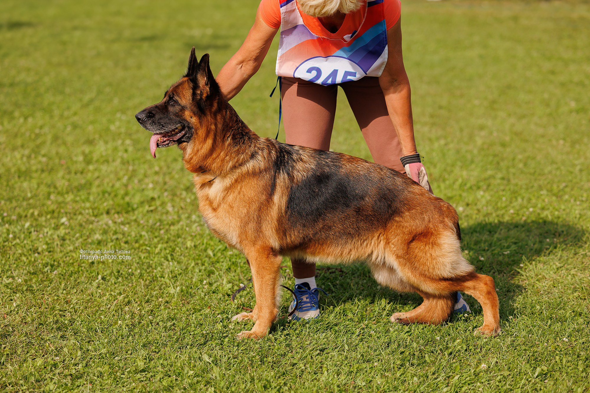 Немецкие овчарки: фото из рингов и вне ринга, мутпроба (фотографии с выставок). Фотограф собак, фотограф-анималист Аня Титова (Titanya). Москва